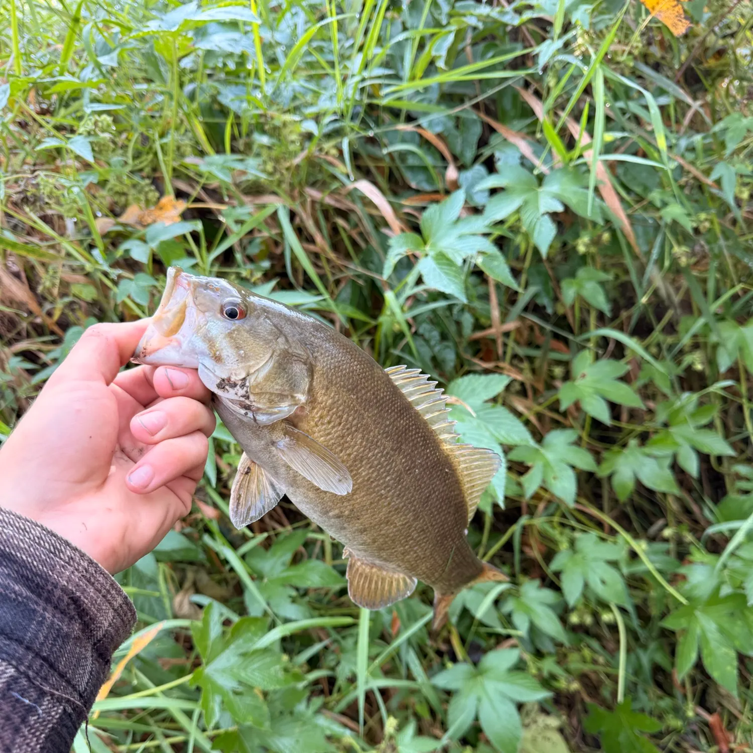 Smallmouth bass caught on Fishbrain