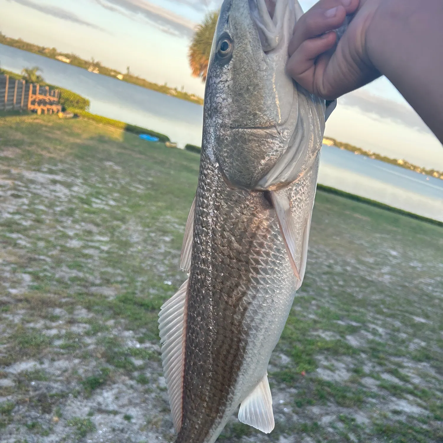 The most recent Red drum catches on Fishbrain