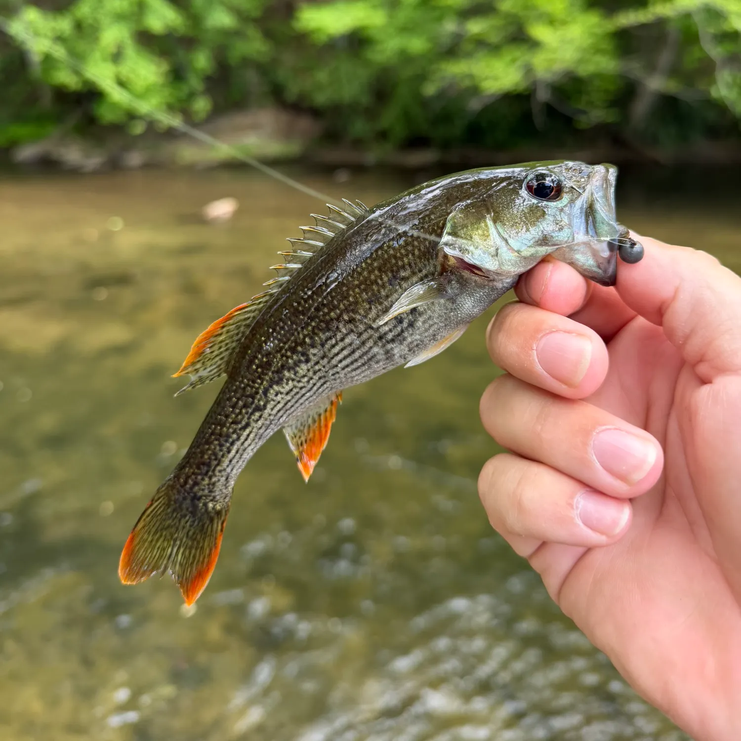 The most recent Chattahoochee bass catches on Fishbrain