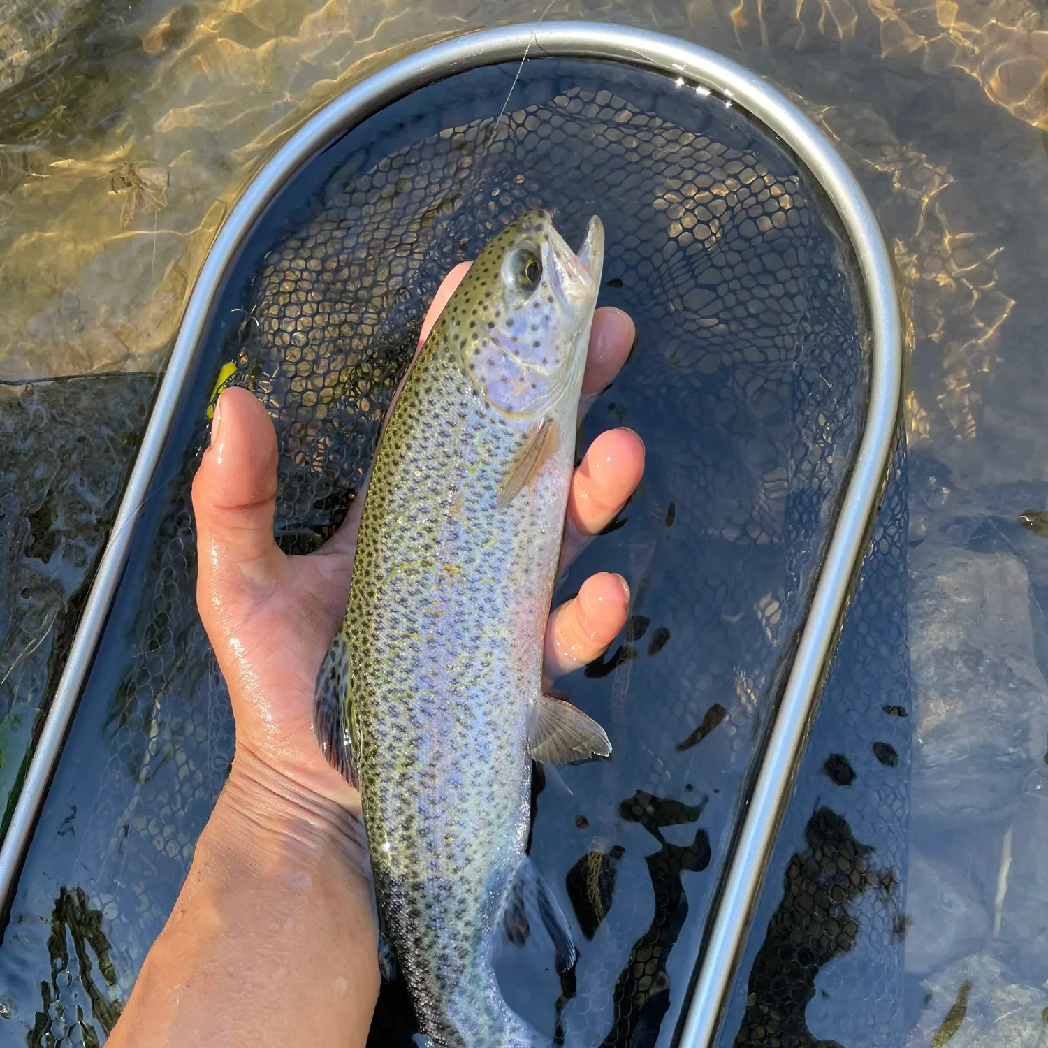 Rainbow trout caught on Fishbrain