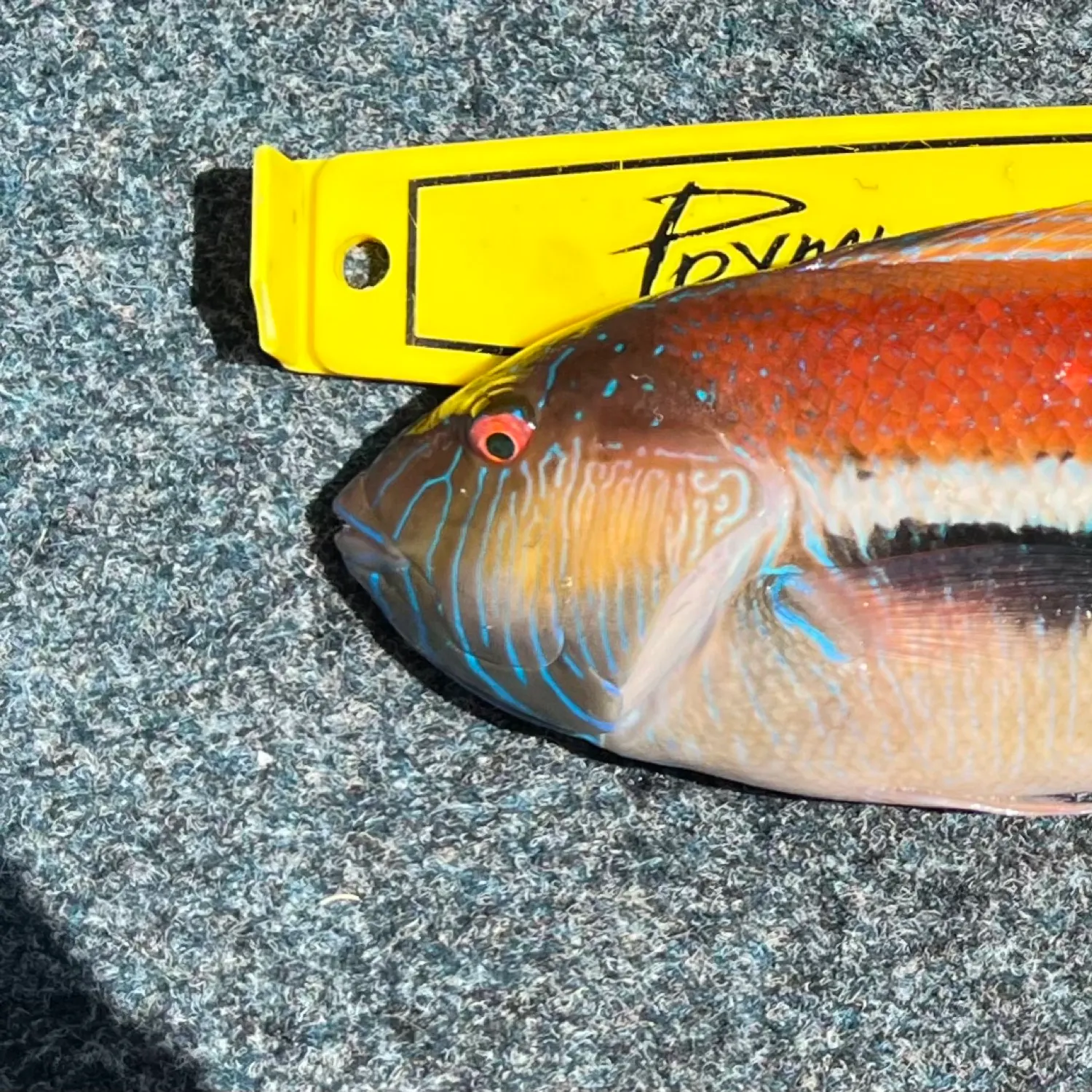 The most popular recent Maori wrasse catch on Fishbrain