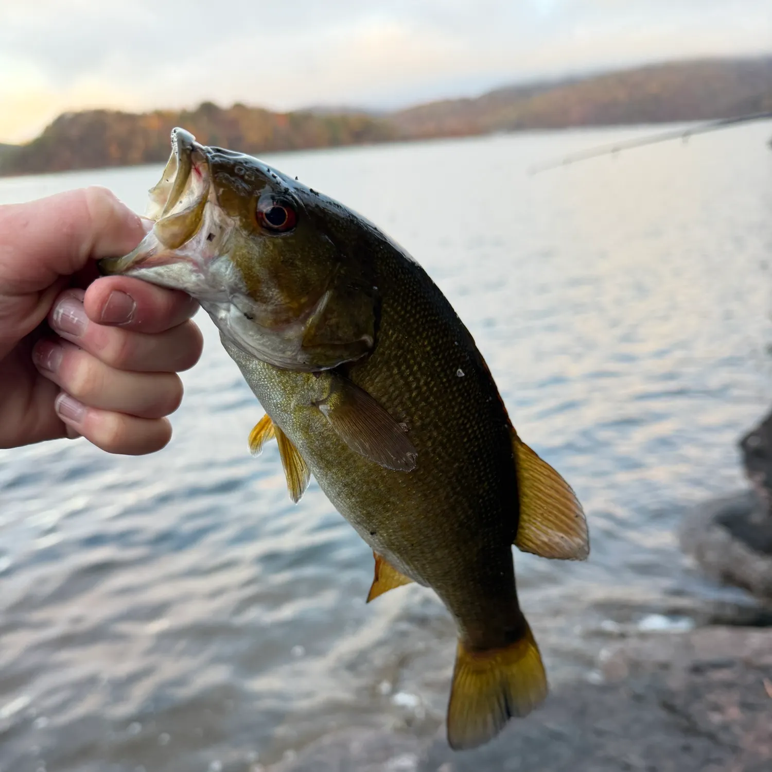 The most recent Smallmouth bass catches on Fishbrain