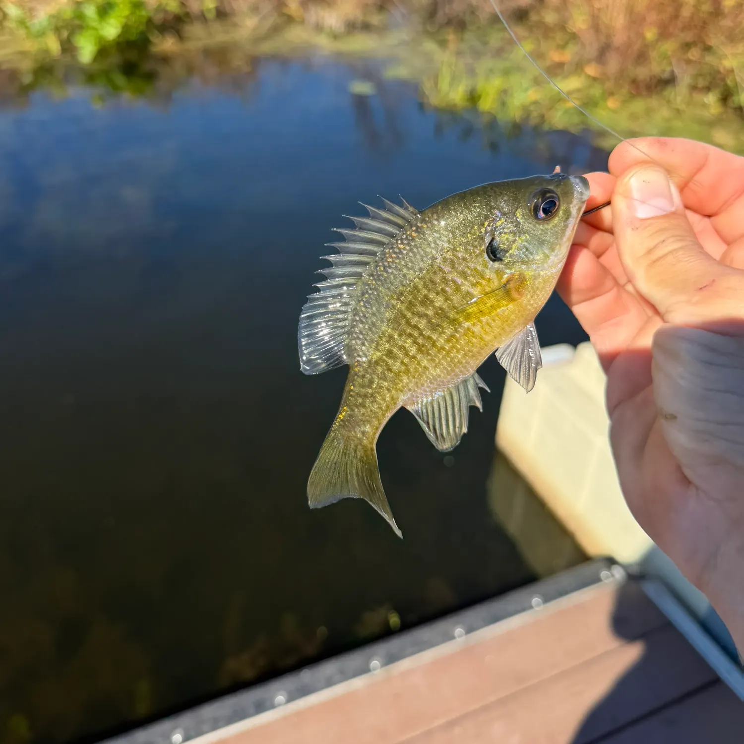 Bluegill caught on Fishbrain