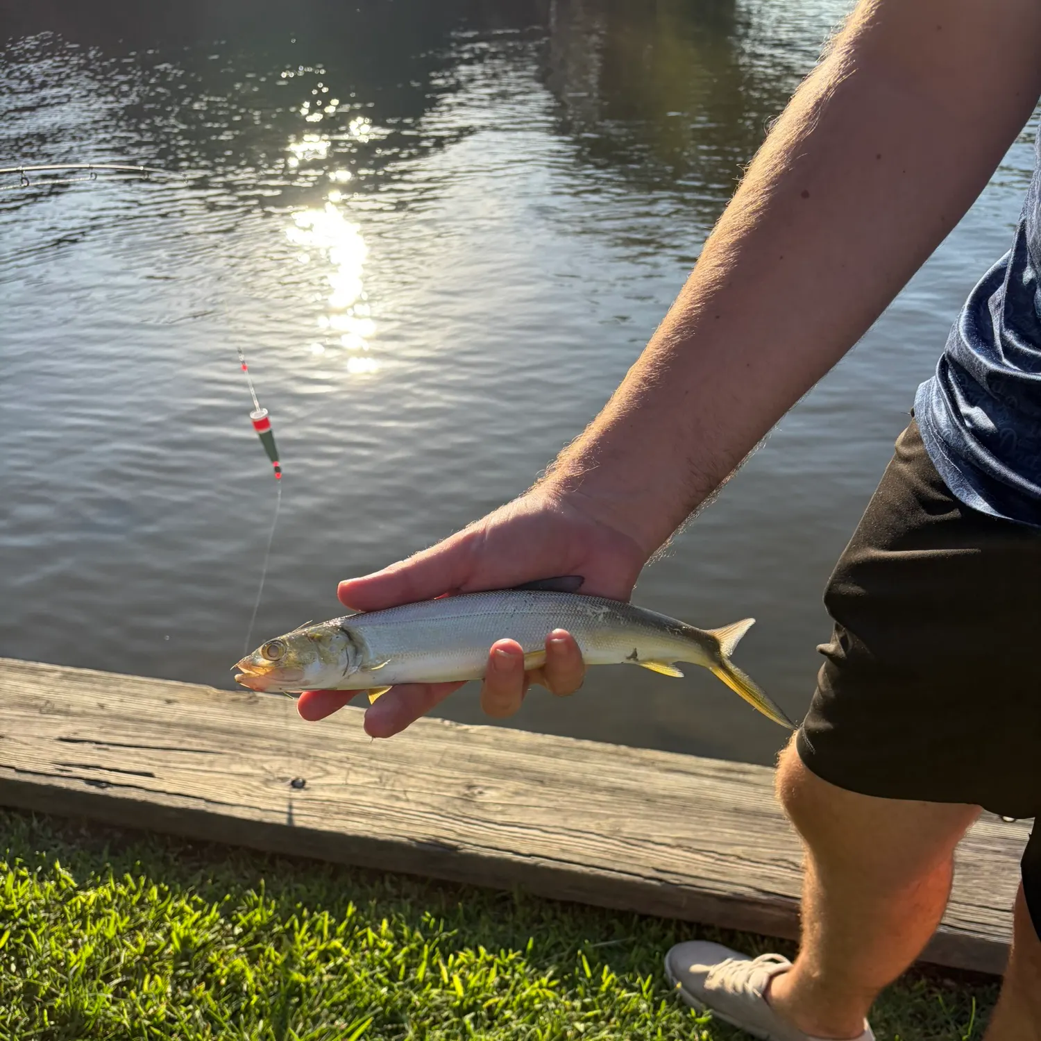 Ladyfish caught on Fishbrain