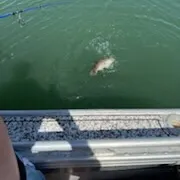 The most recent Shōsai pufferfish catches on Fishbrain