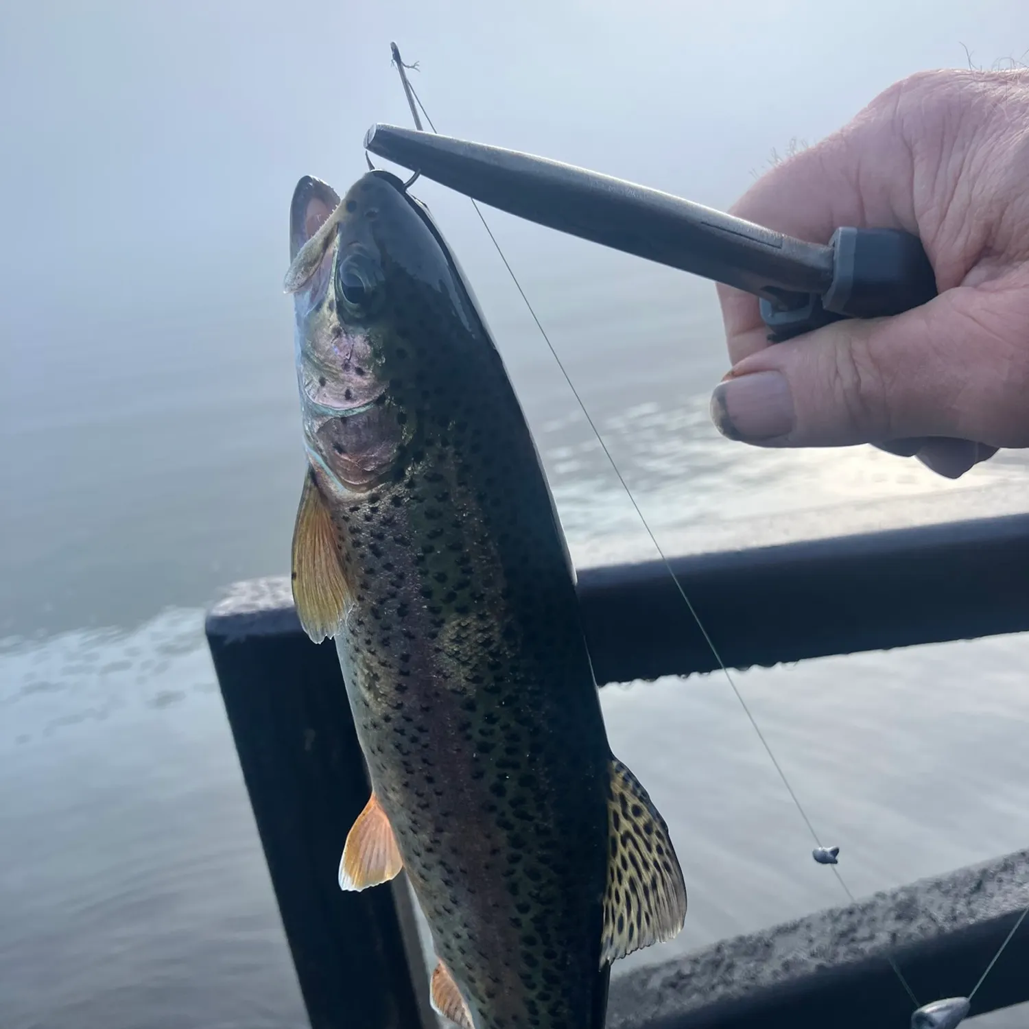 Rainbow trout caught on Fishbrain