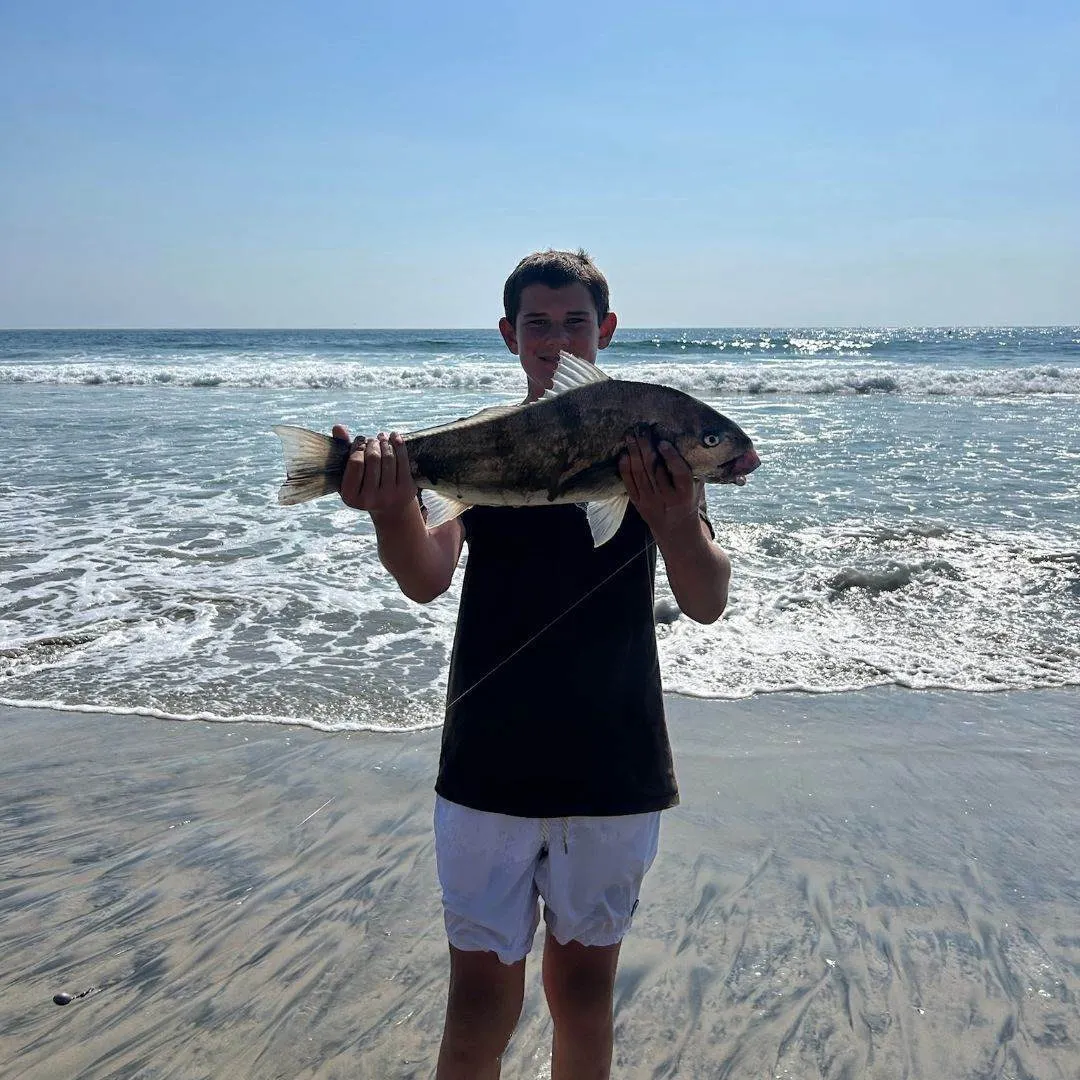 The most recent Spotfin croaker catches on Fishbrain