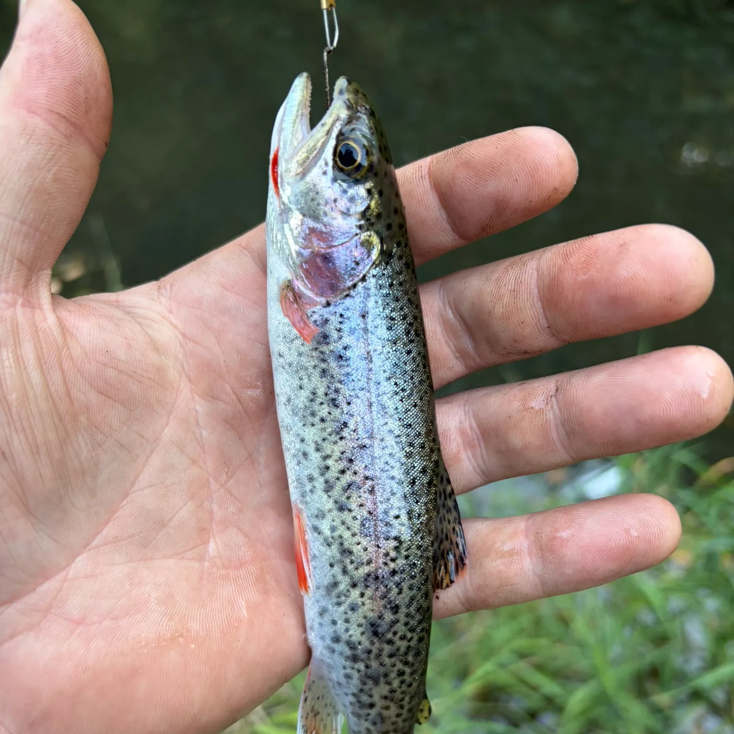 Coastal cutthroat trout caught on Fishbrain
