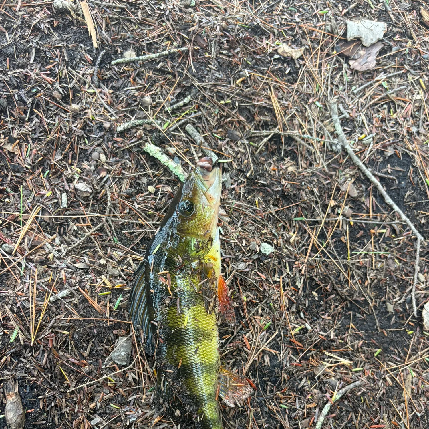 Yellow perch caught on Fishbrain
