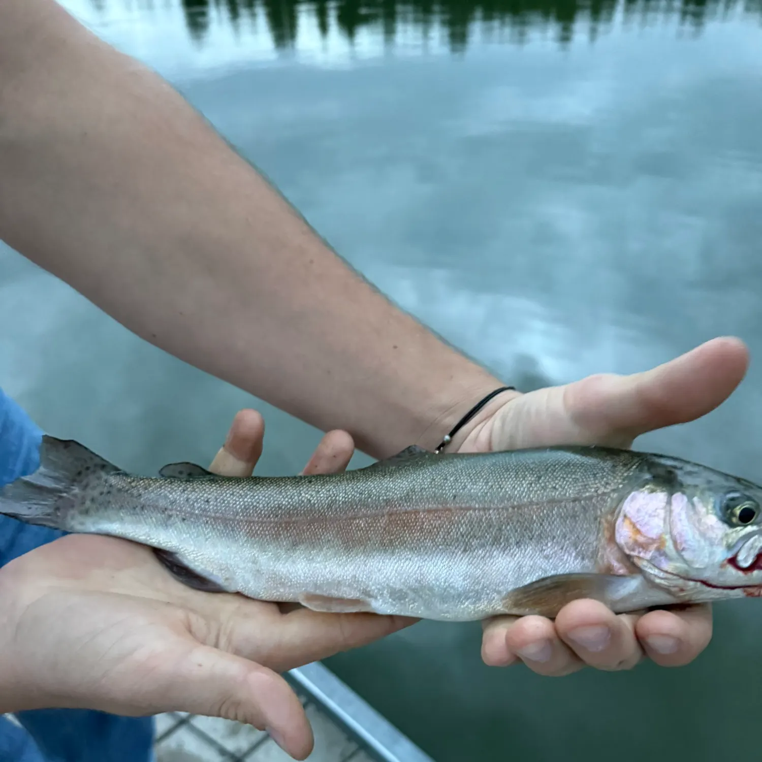 Rainbow trout caught on Fishbrain