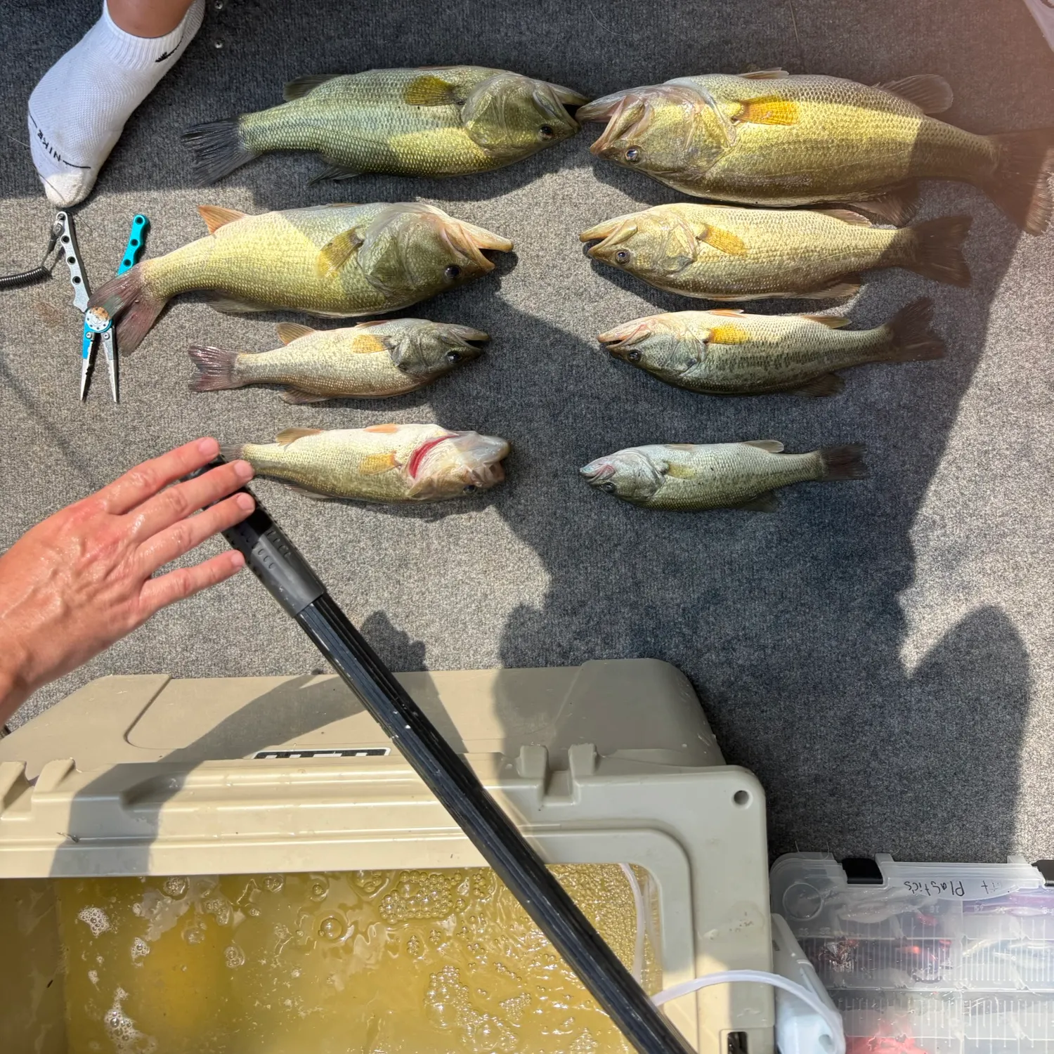 Largemouth bass caught on Fishbrain