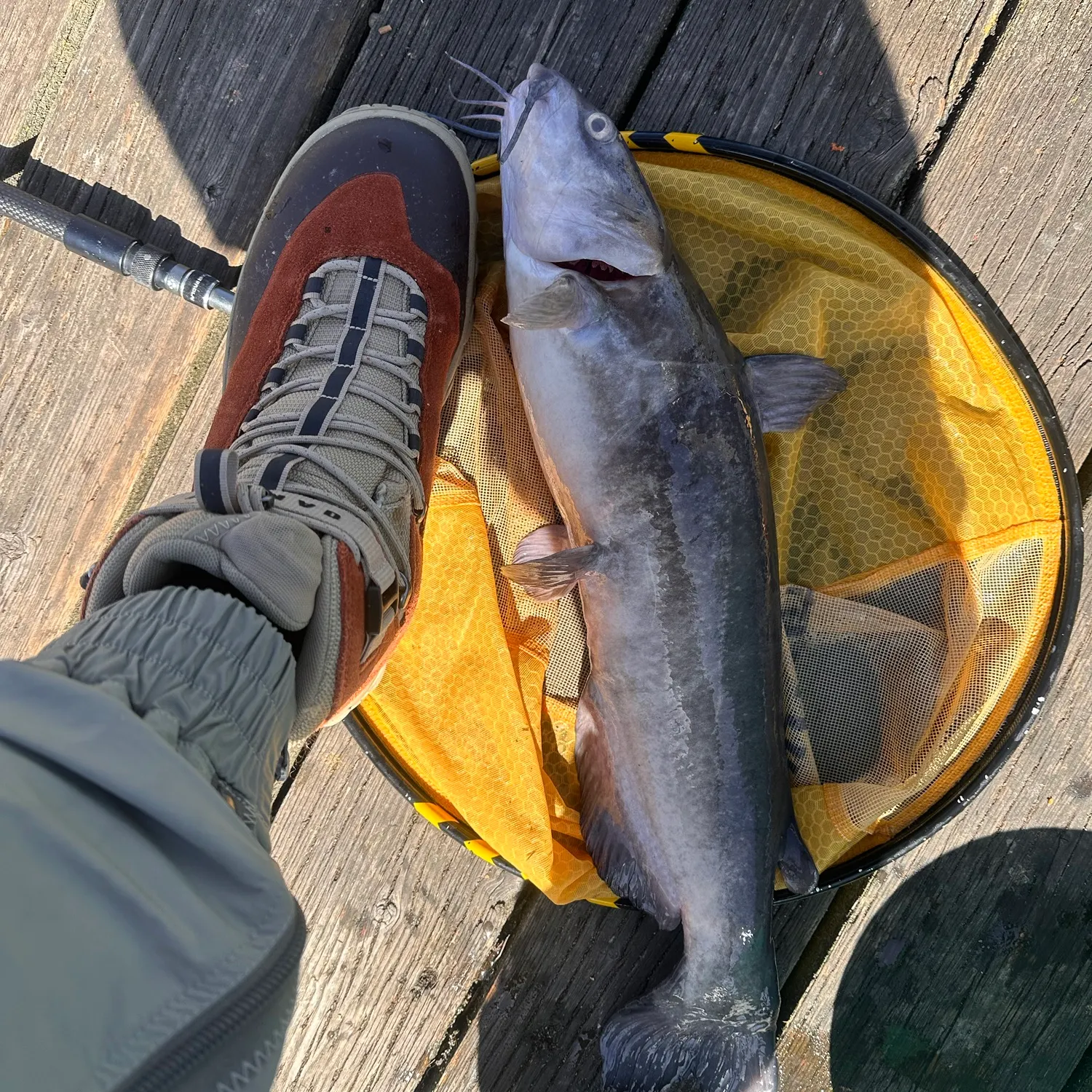 Channel catfish caught on Fishbrain