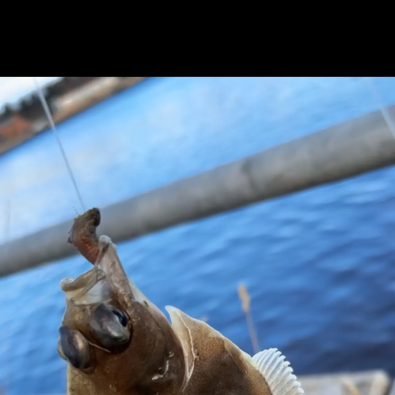 The most recent Common dab catches on Fishbrain