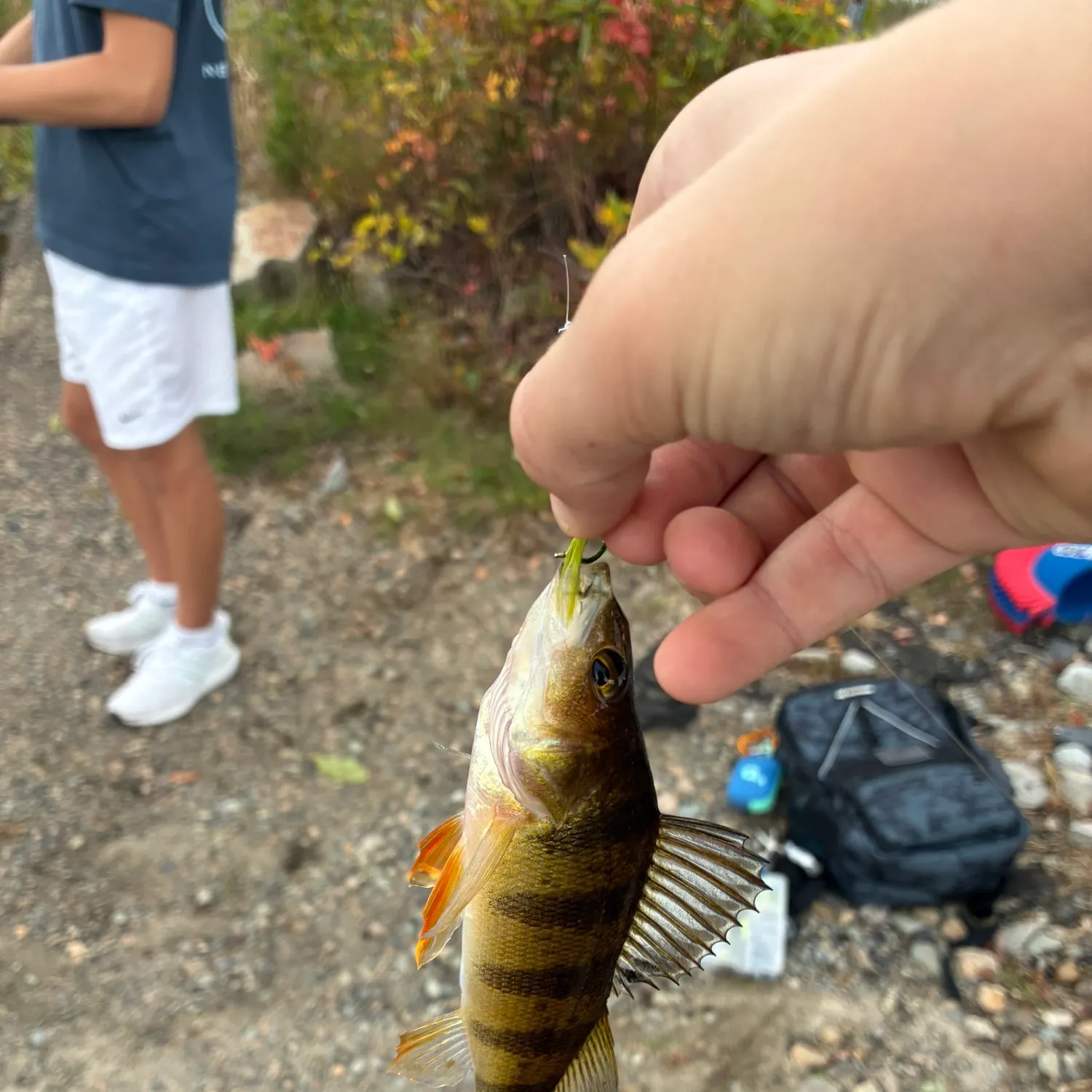 Yellow perch caught on Fishbrain