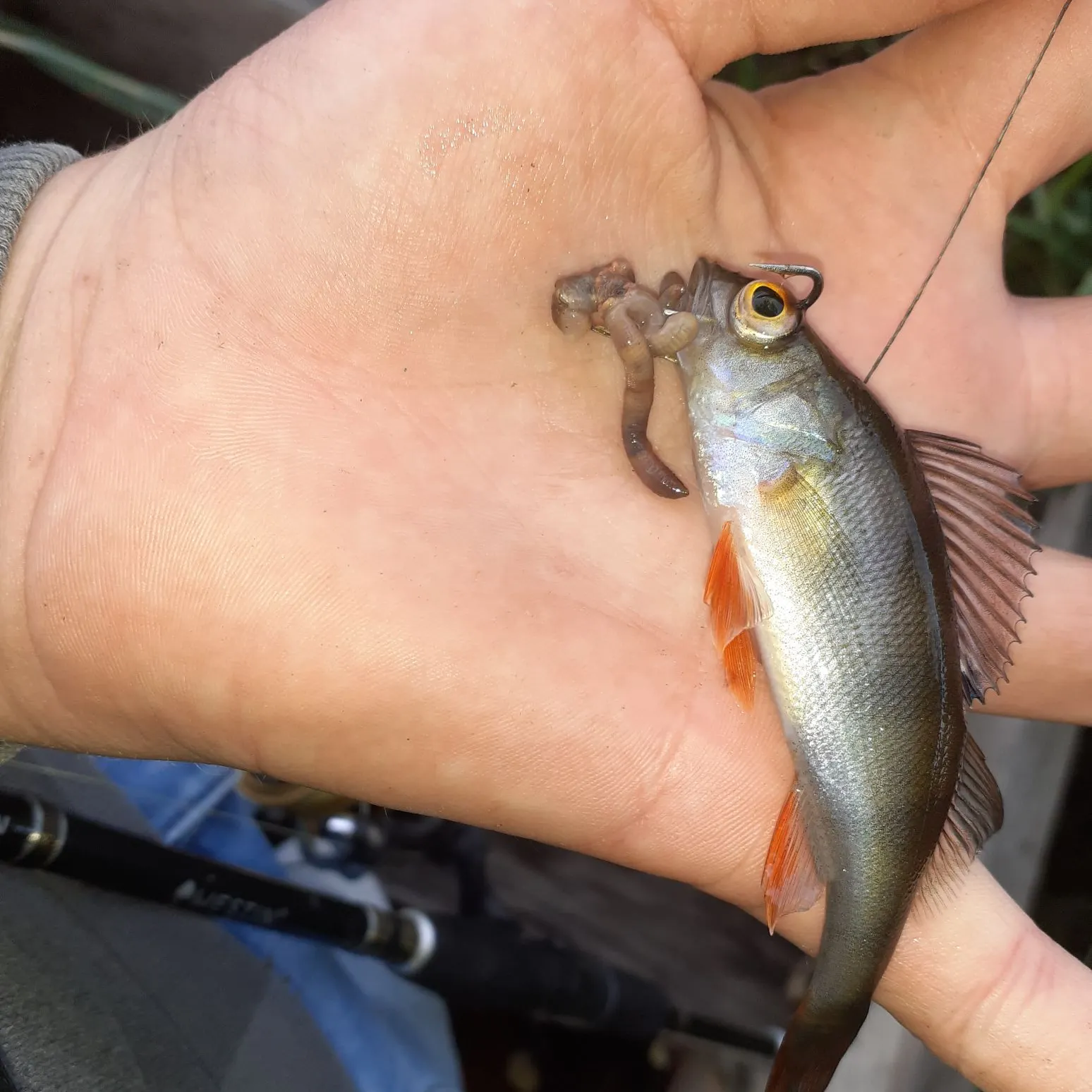 European perch caught on Fishbrain