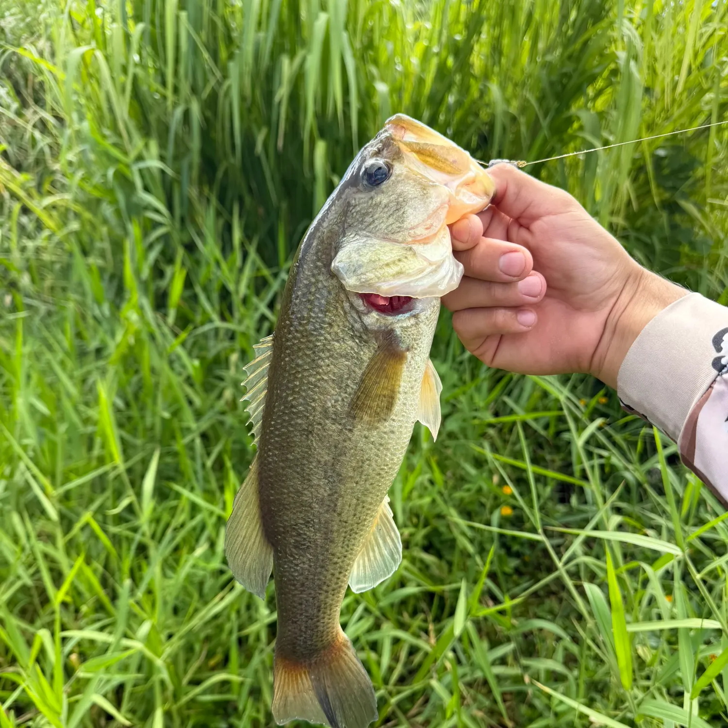 Largemouth bass caught on Fishbrain