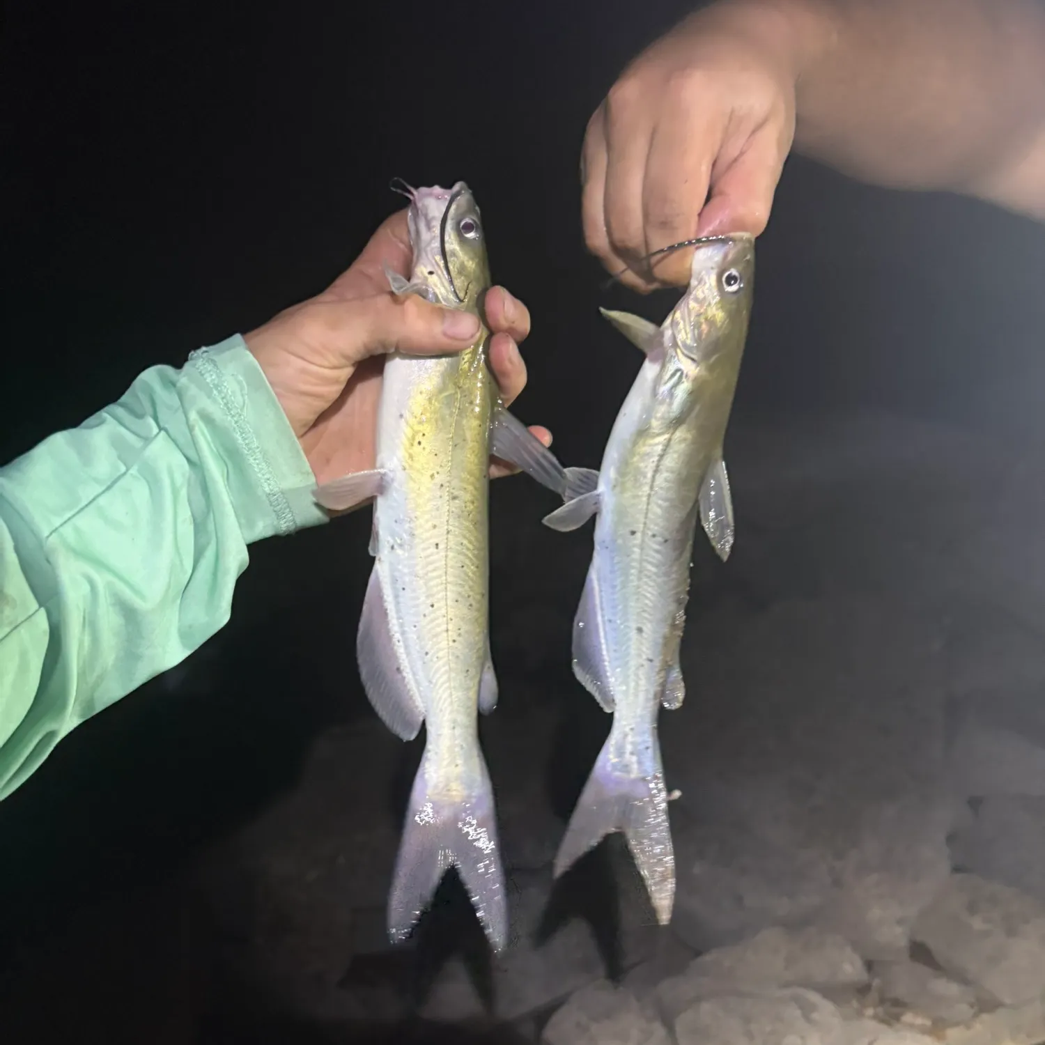 Channel catfish caught on Fishbrain