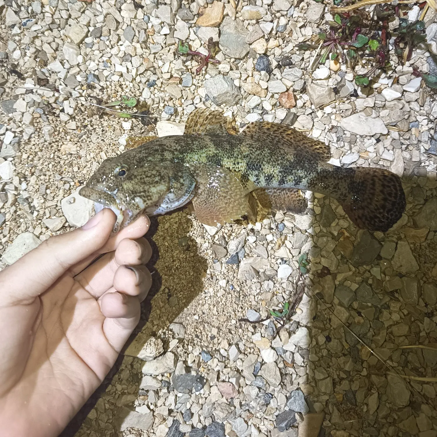 The most recent Black goby catches on Fishbrain
