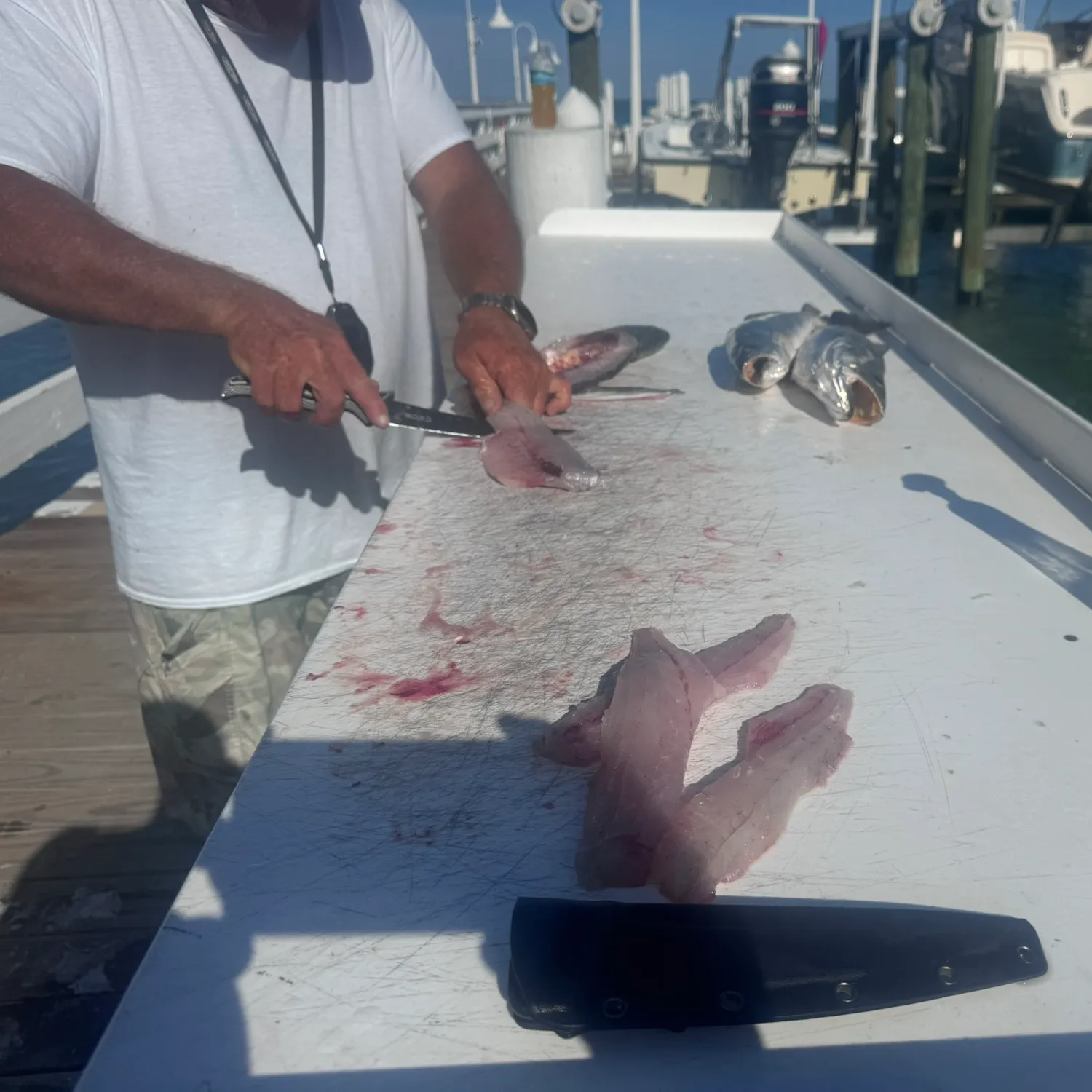 The most recent Ladyfish catches on Fishbrain