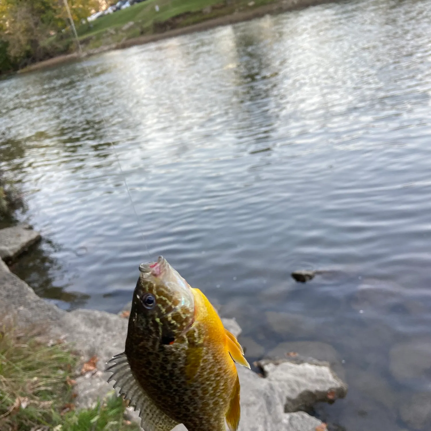 Bluegill caught on Fishbrain