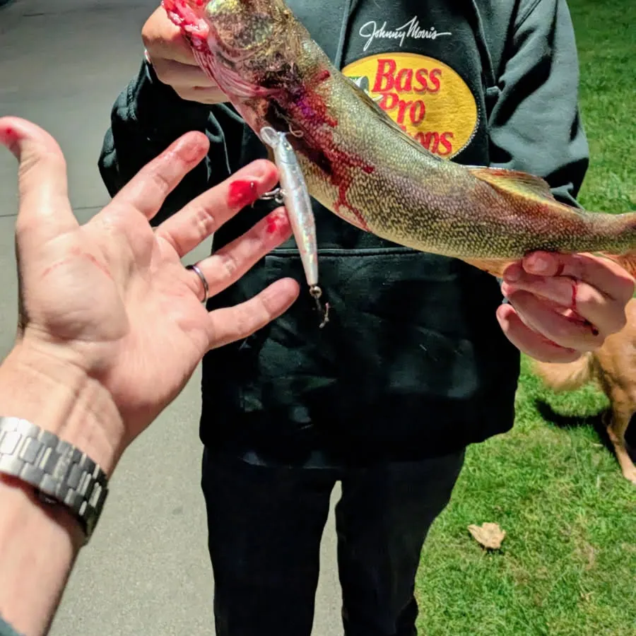 Walleye caught on Fishbrain