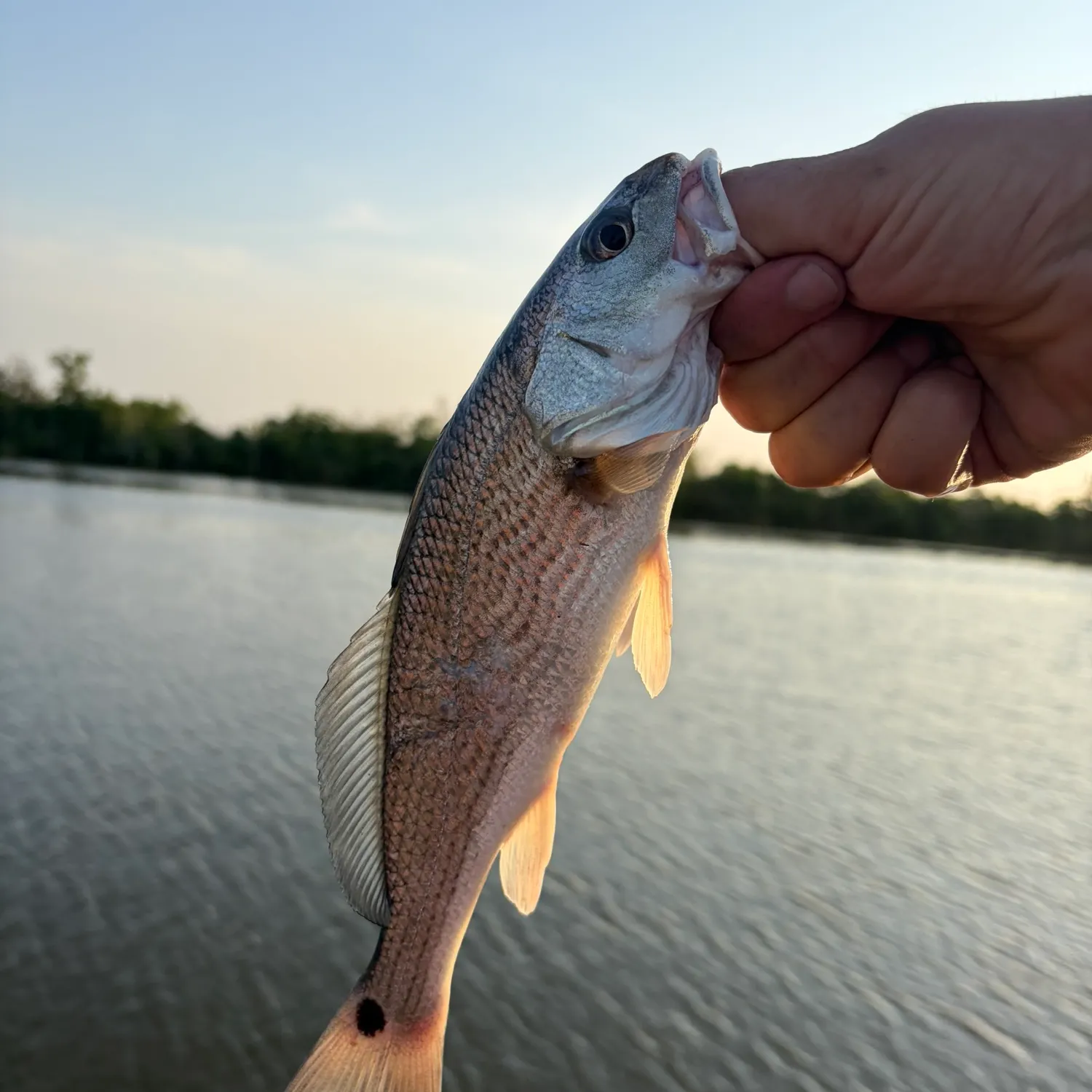 Red drum caught on Fishbrain