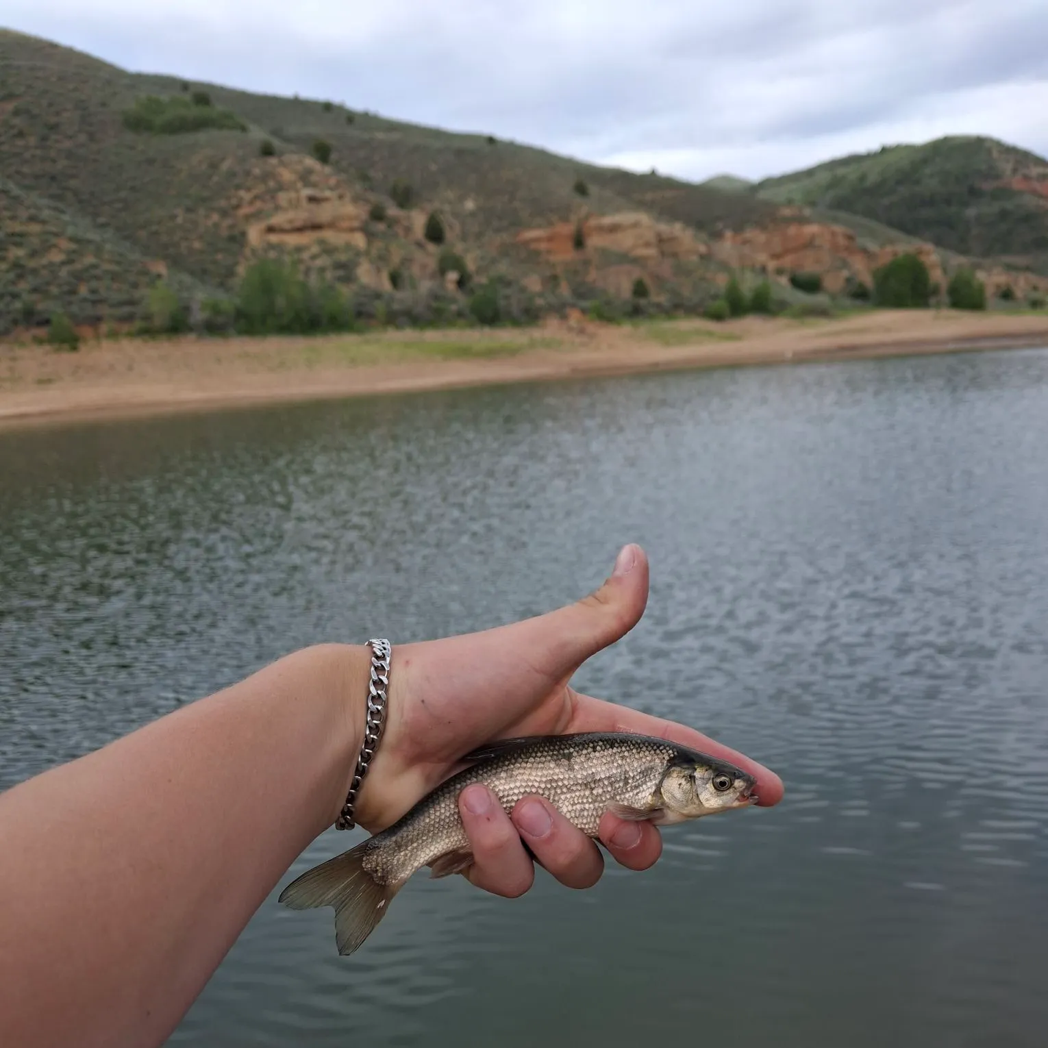 The most recent Utah chub catches on Fishbrain