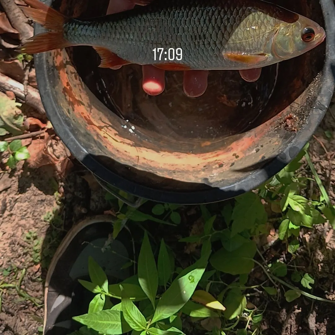 Common roach caught on Fishbrain