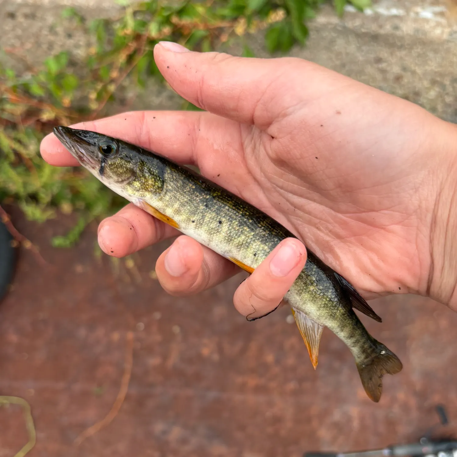 Redfin pickerel caught on Fishbrain
