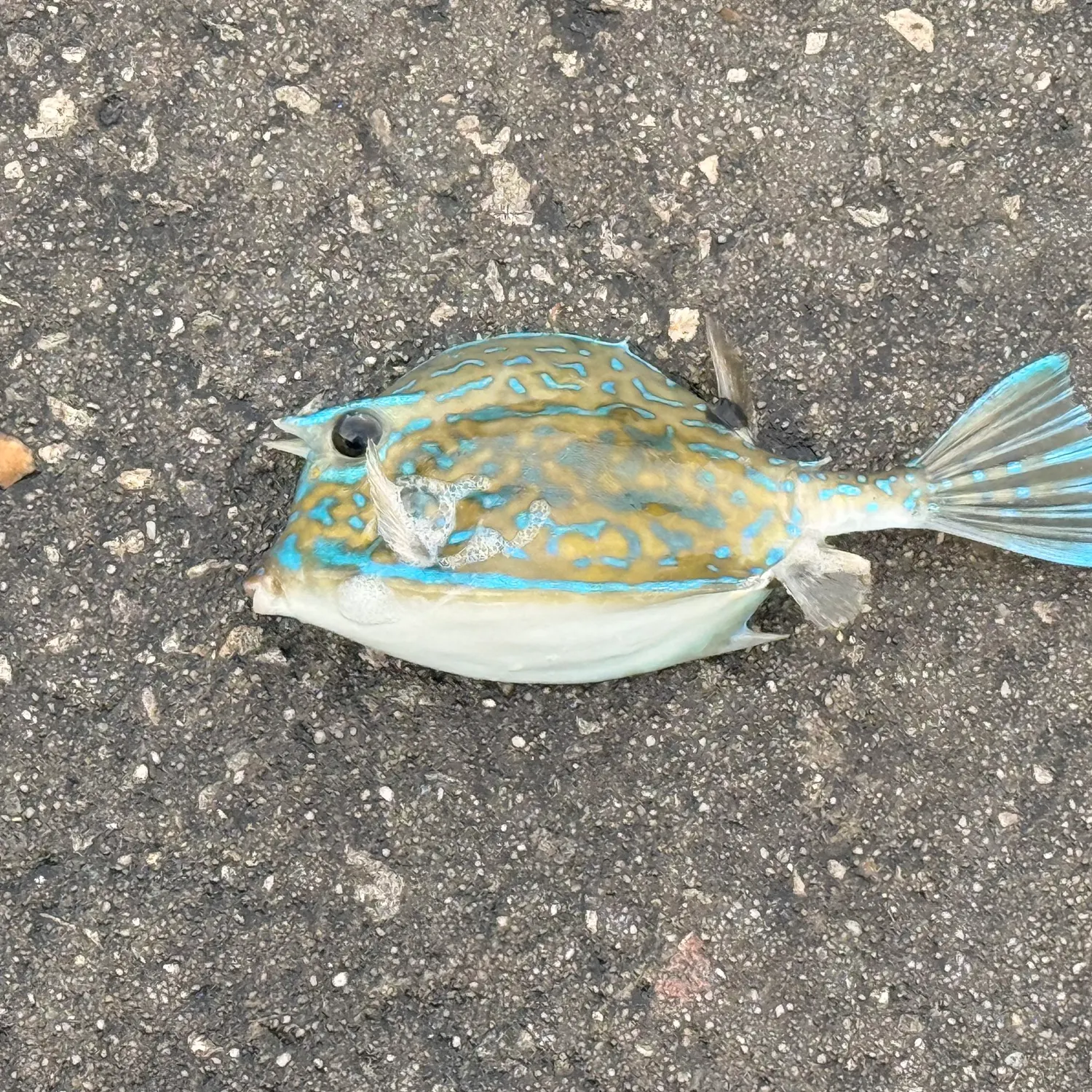 The most recent Scrawled cowfish catches on Fishbrain