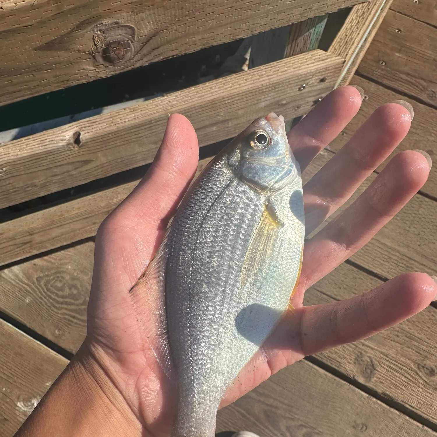 The most recent White seaperch catches on Fishbrain