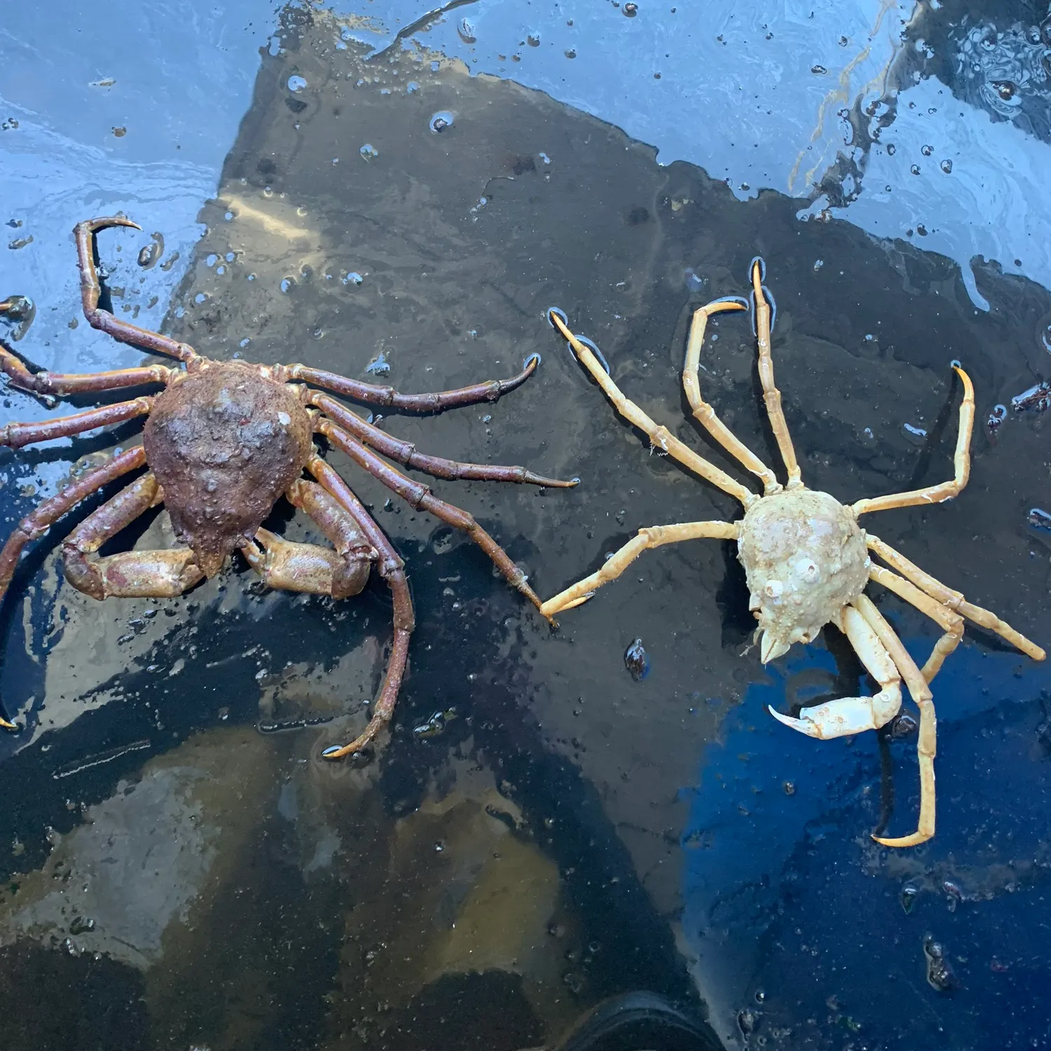 The most recent European spider crab catches on Fishbrain