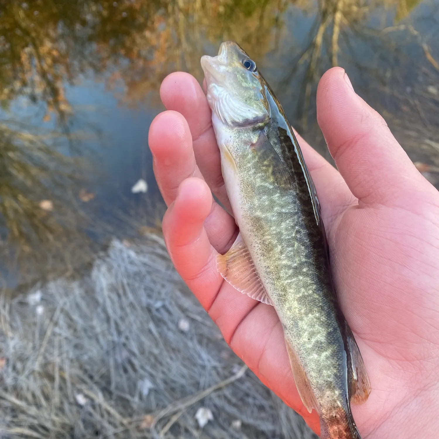 Atlantic cod caught on Fishbrain