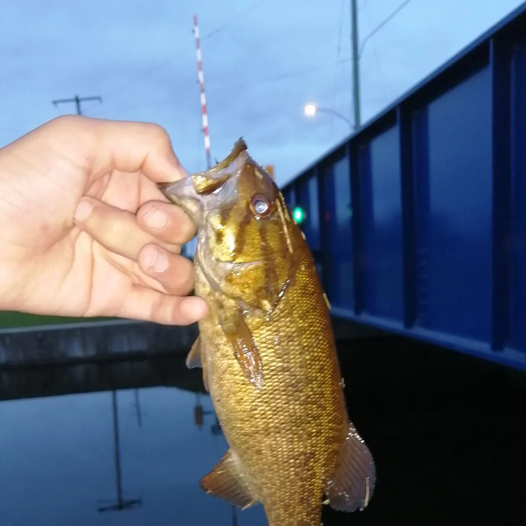 Smallmouth bass caught on Fishbrain