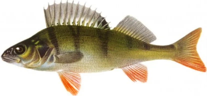 European perch