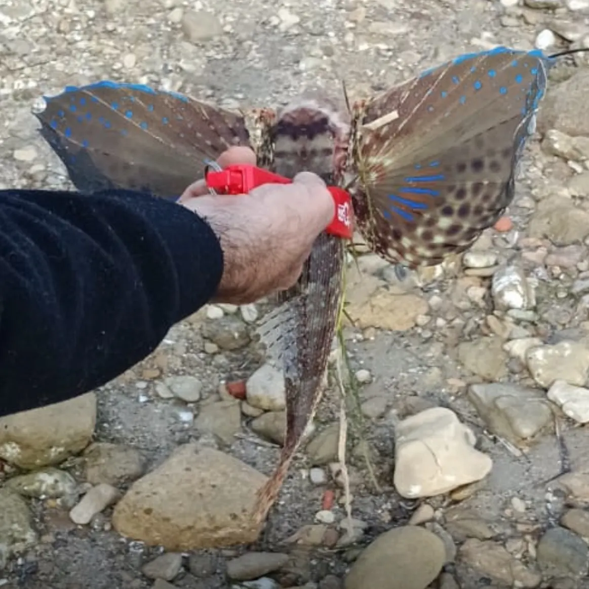 The most recent Grey gurnard catches on Fishbrain