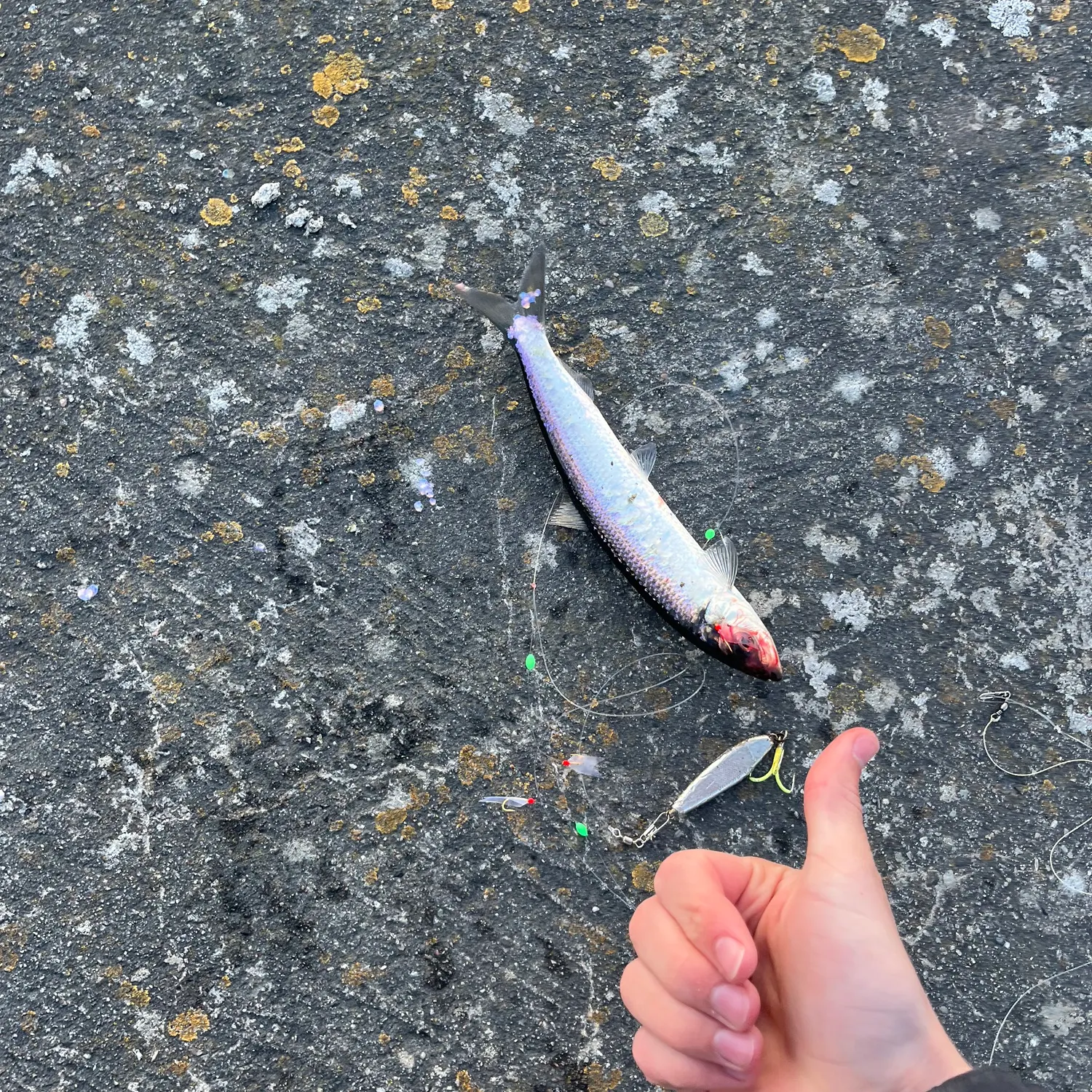 The most recent Atlantic herring catches on Fishbrain