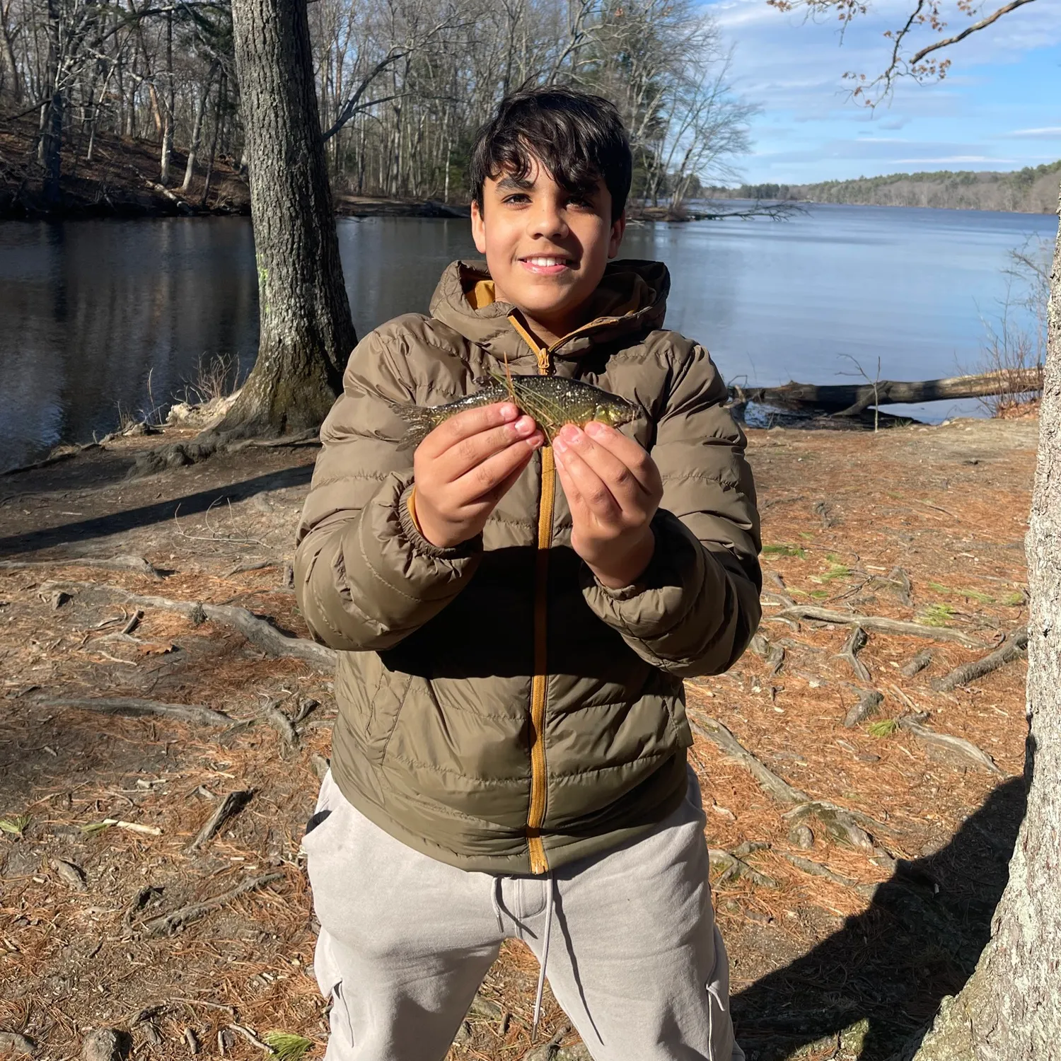 The most recent Golden shiner catches on Fishbrain