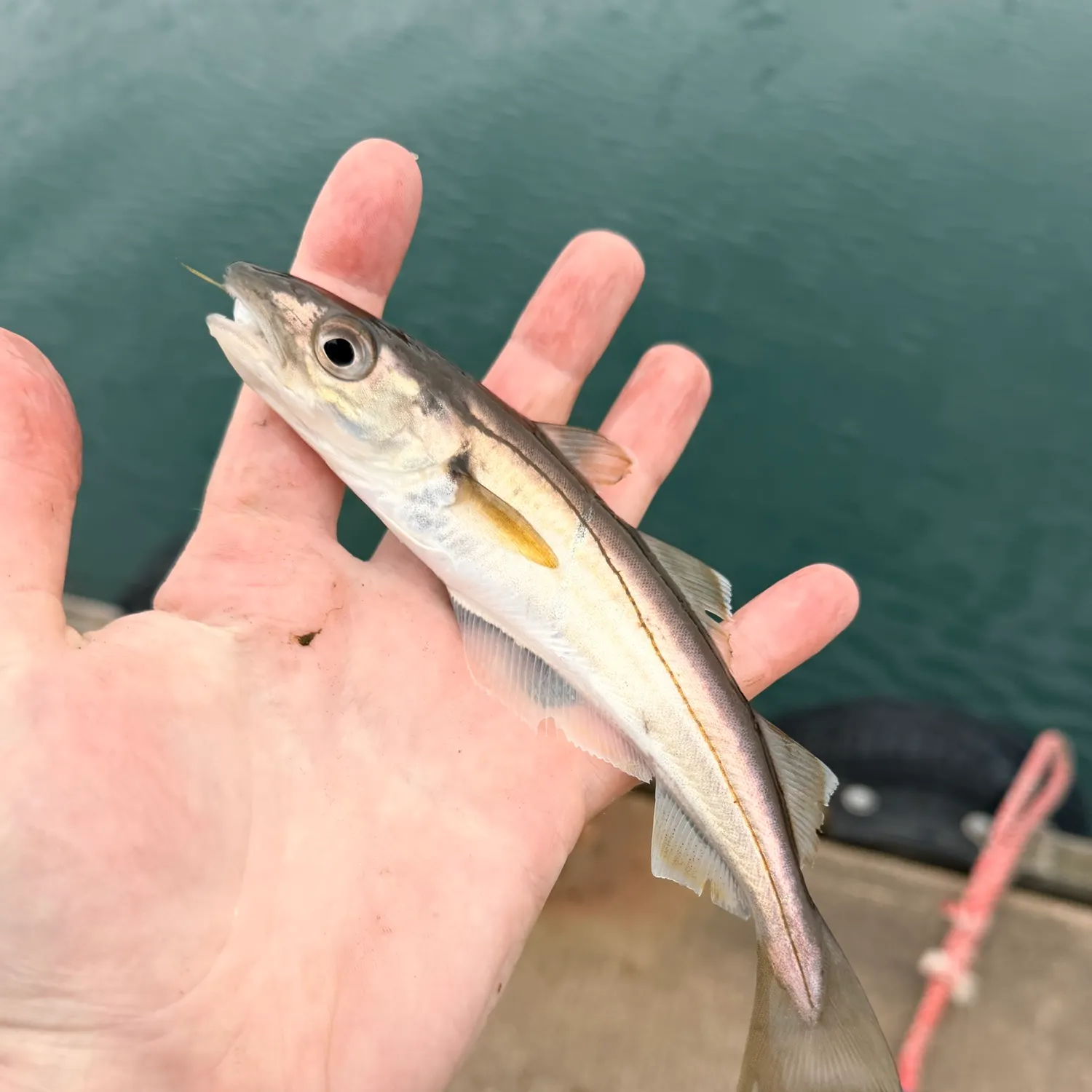 The most recent Whiting catches on Fishbrain