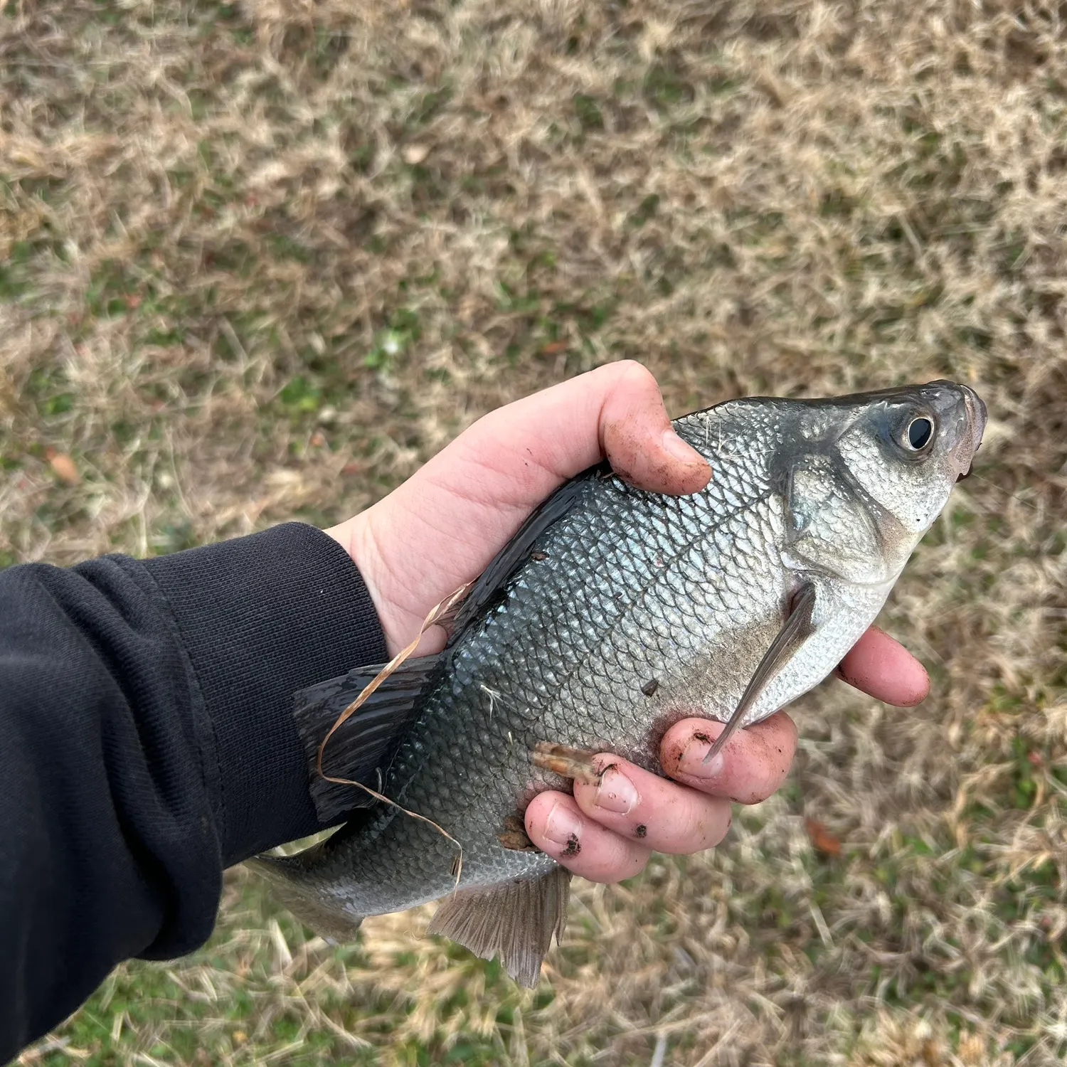 The most recent White perch catches on Fishbrain