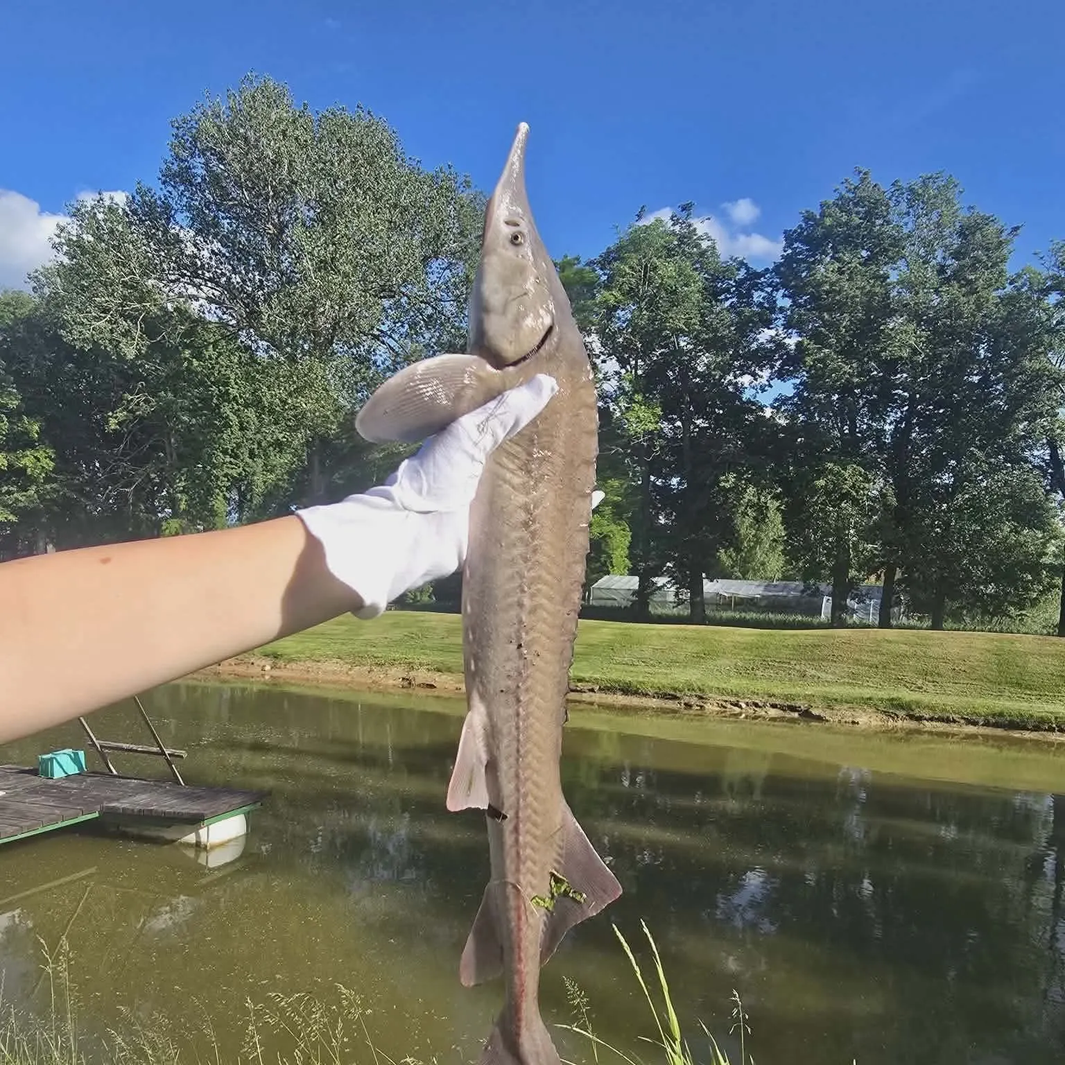 The most recent Siberian sturgeon catches on Fishbrain