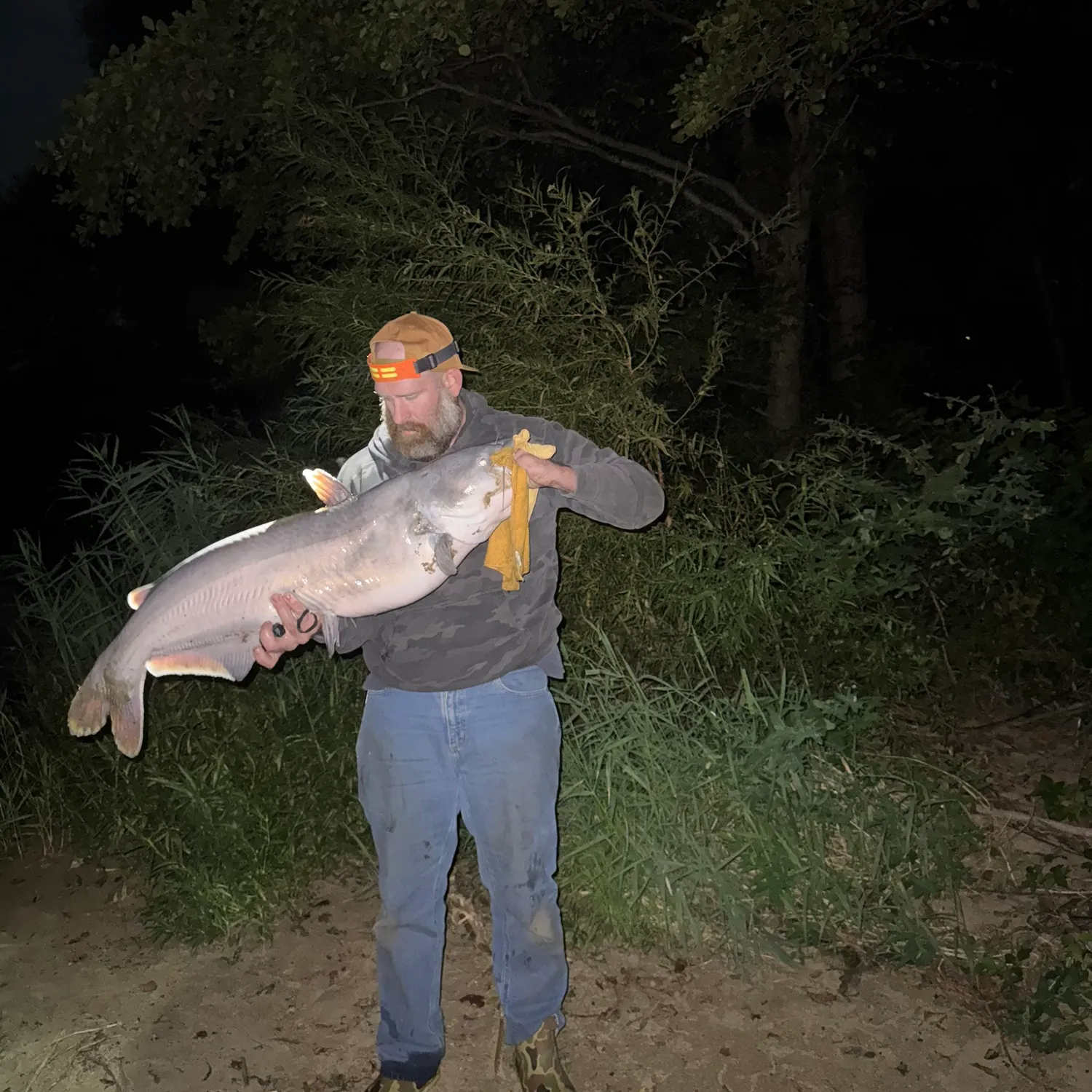 Blue catfish caught on Fishbrain