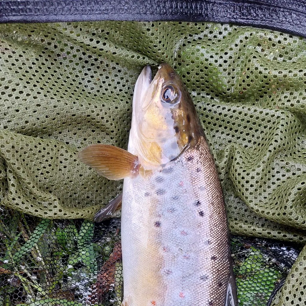 Brown trout caught on Fishbrain