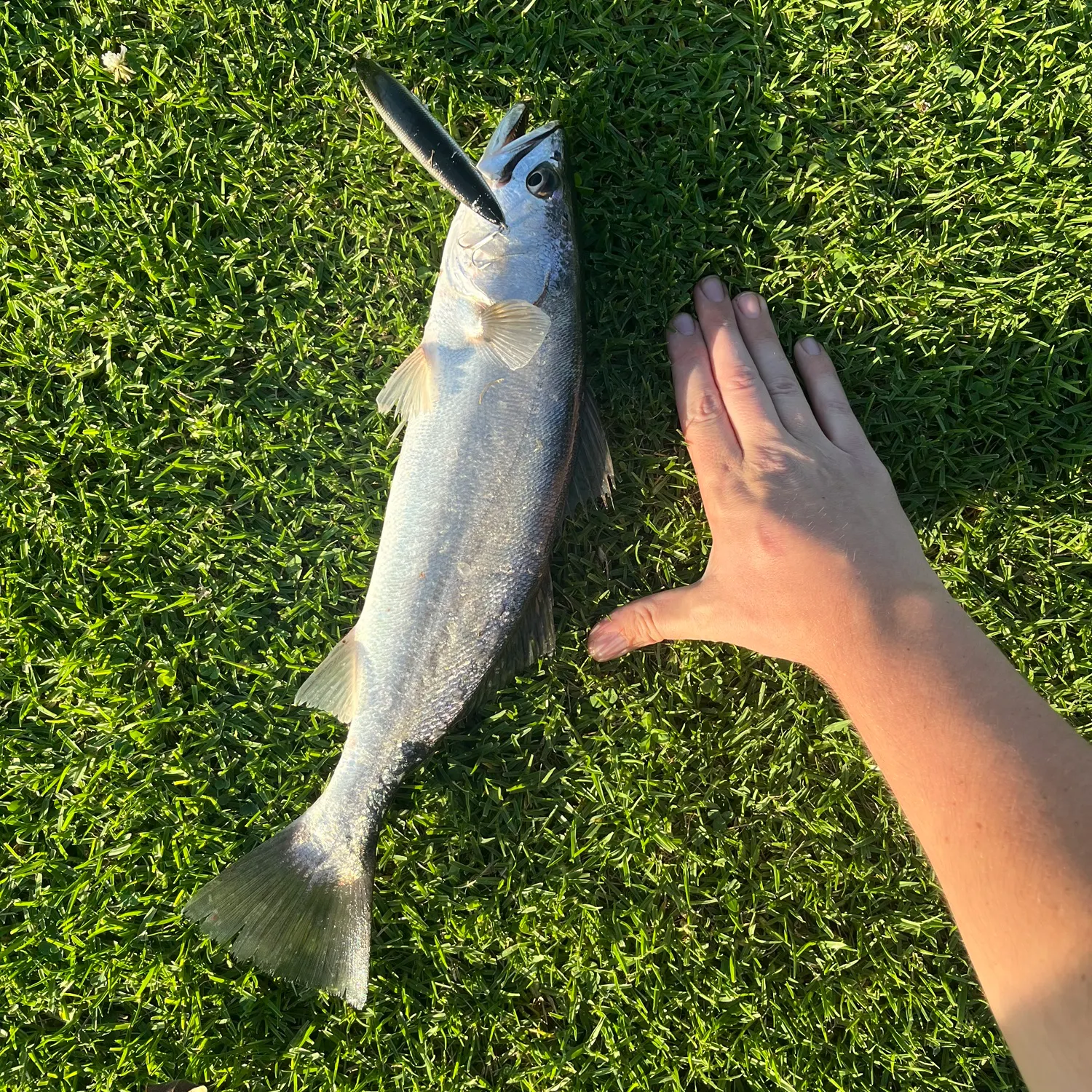 Shortfin corvina caught on Fishbrain