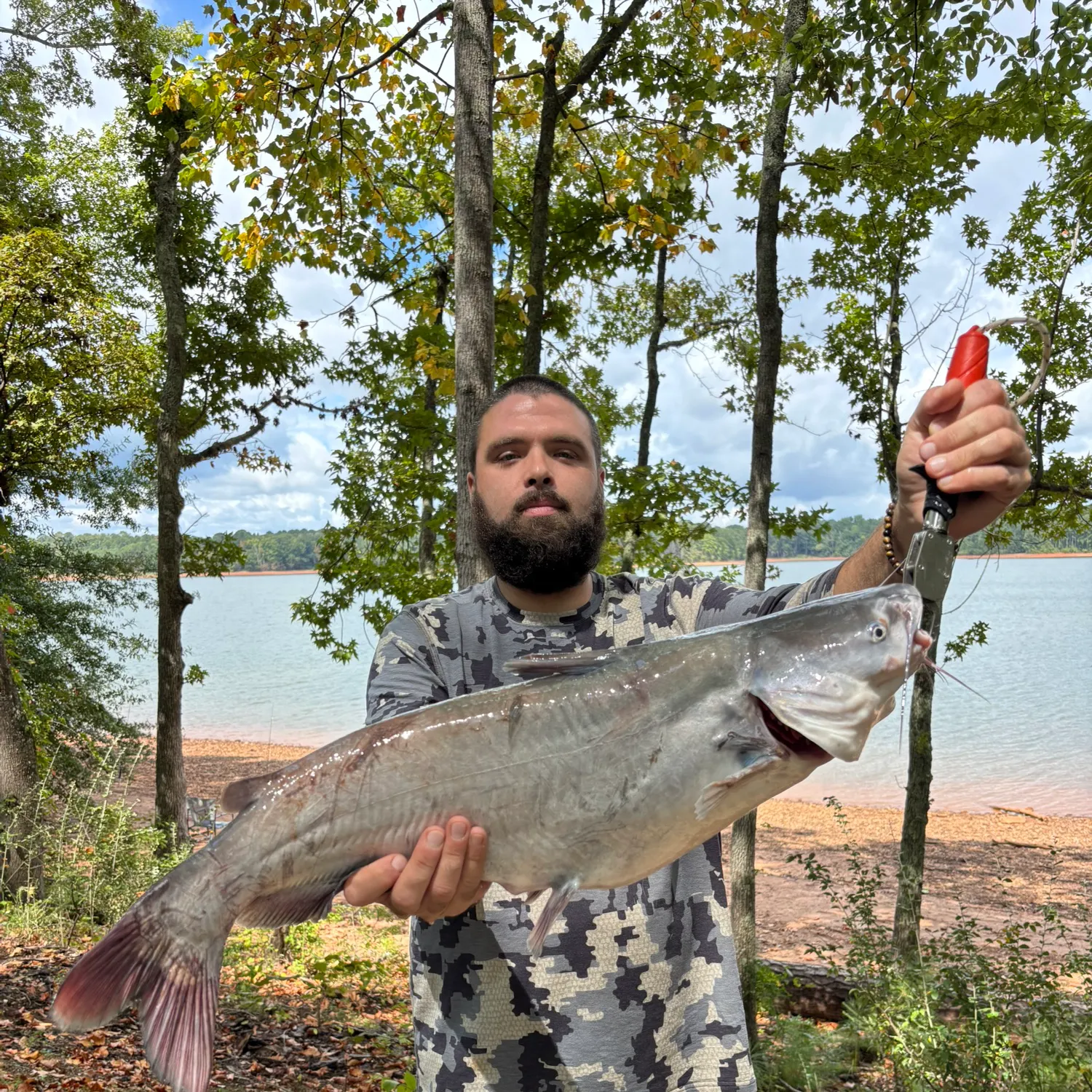 Blue catfish caught on Fishbrain