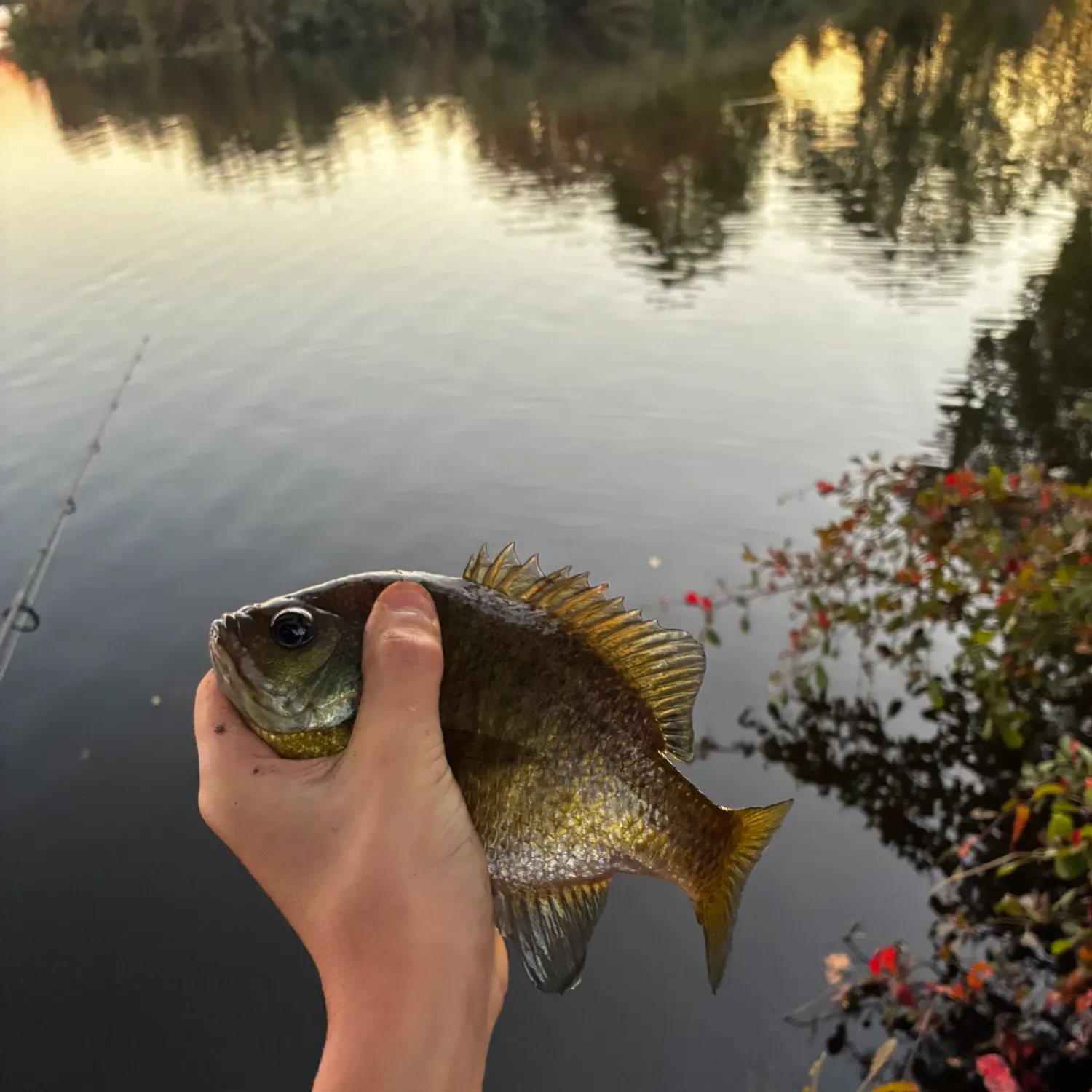 Bluegill caught on Fishbrain