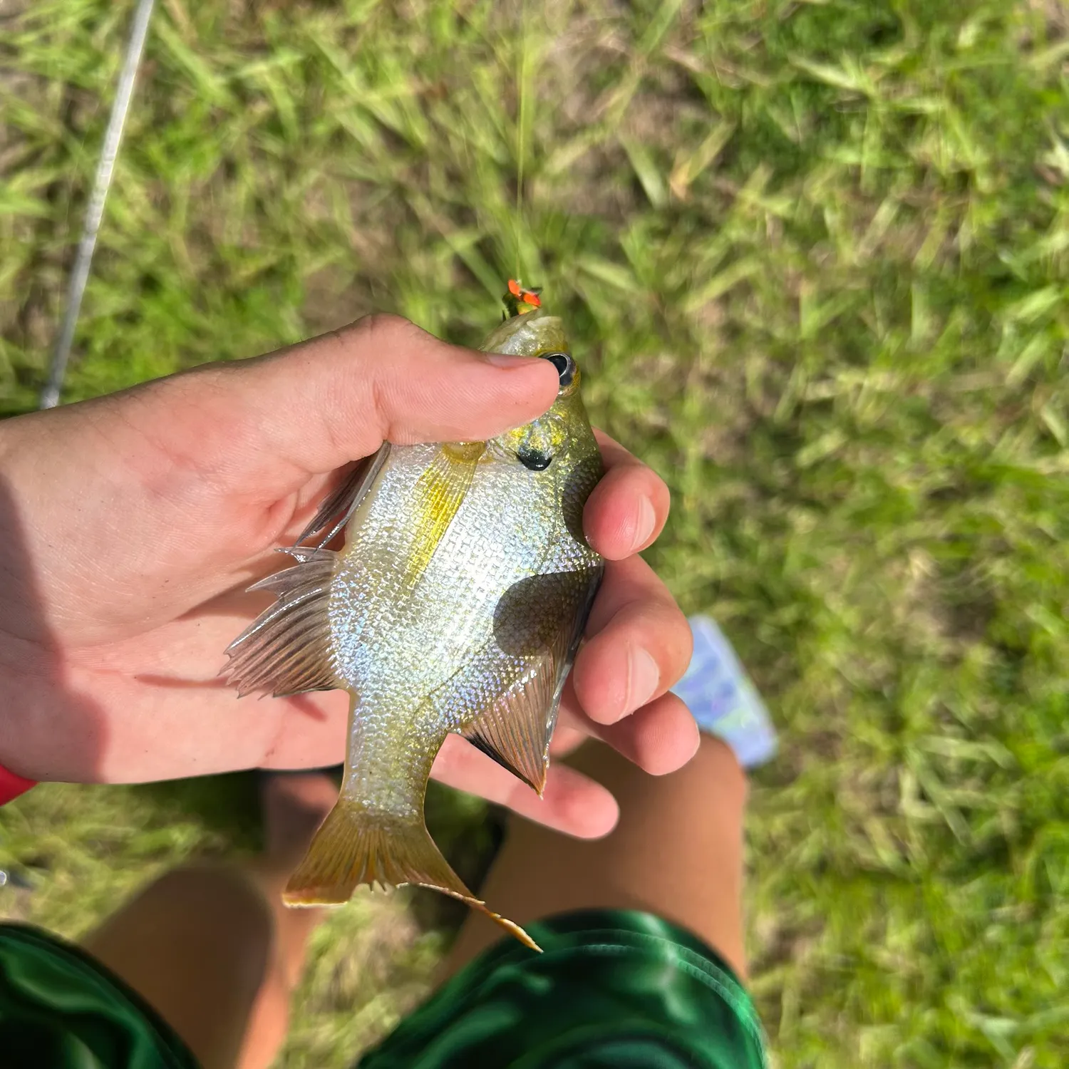 The most recent Pumpkinseed x green sunfish catches on Fishbrain