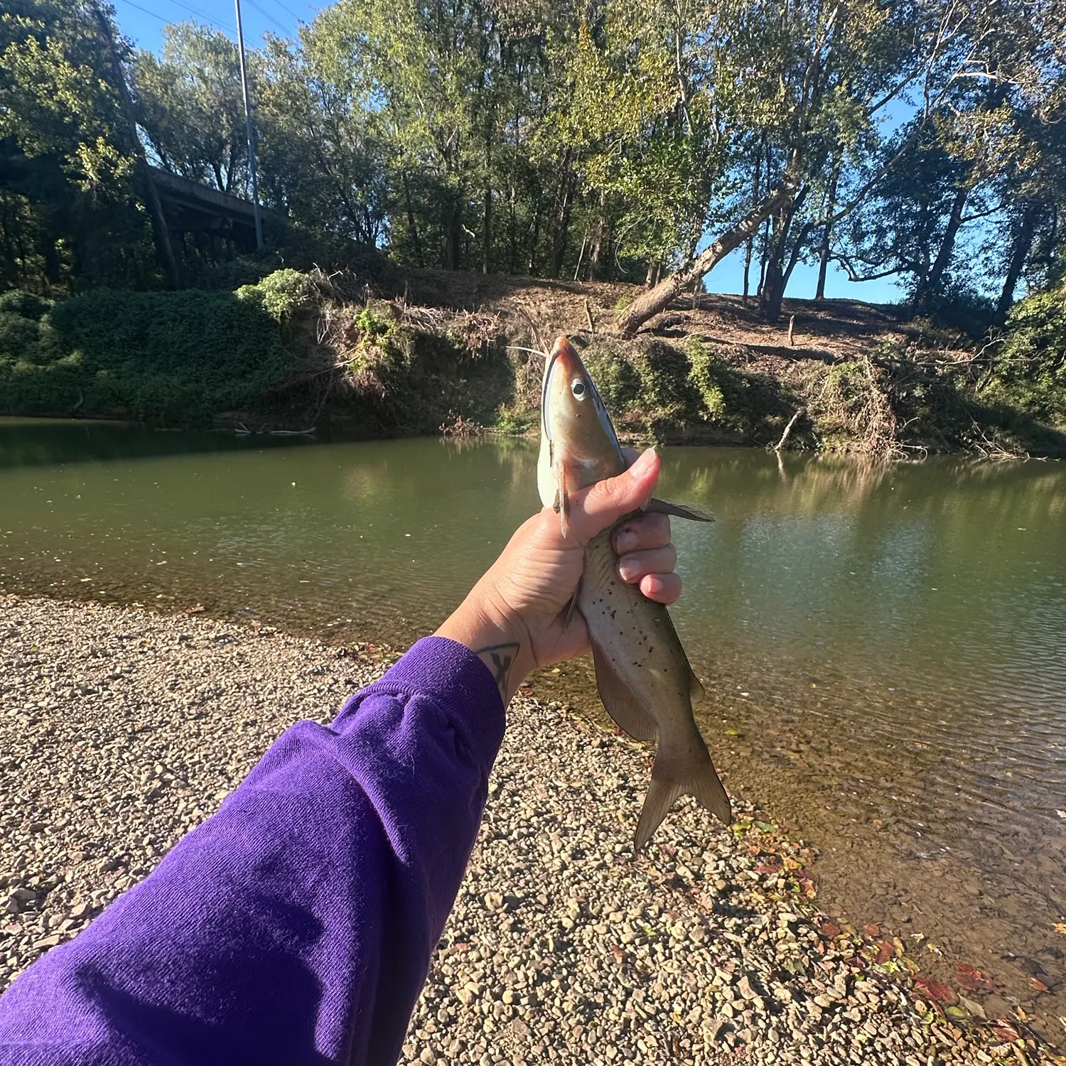 Channel catfish caught on Fishbrain