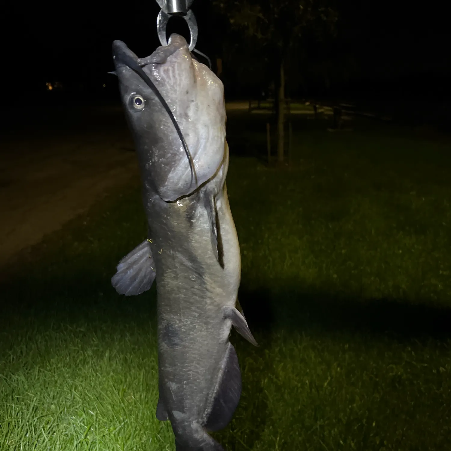 Channel catfish caught on Fishbrain