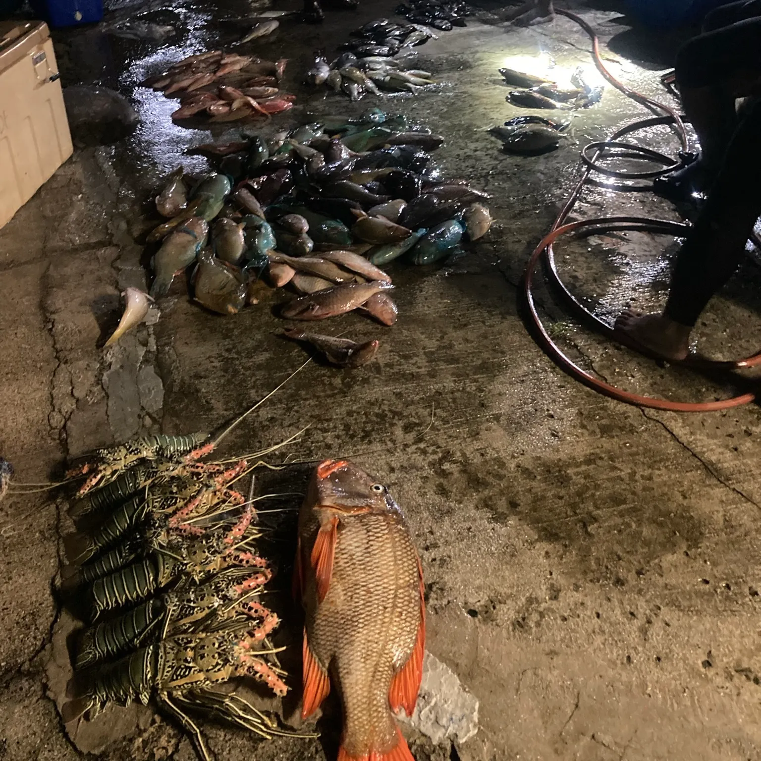 The most recent Green spiny lobster catches on Fishbrain
